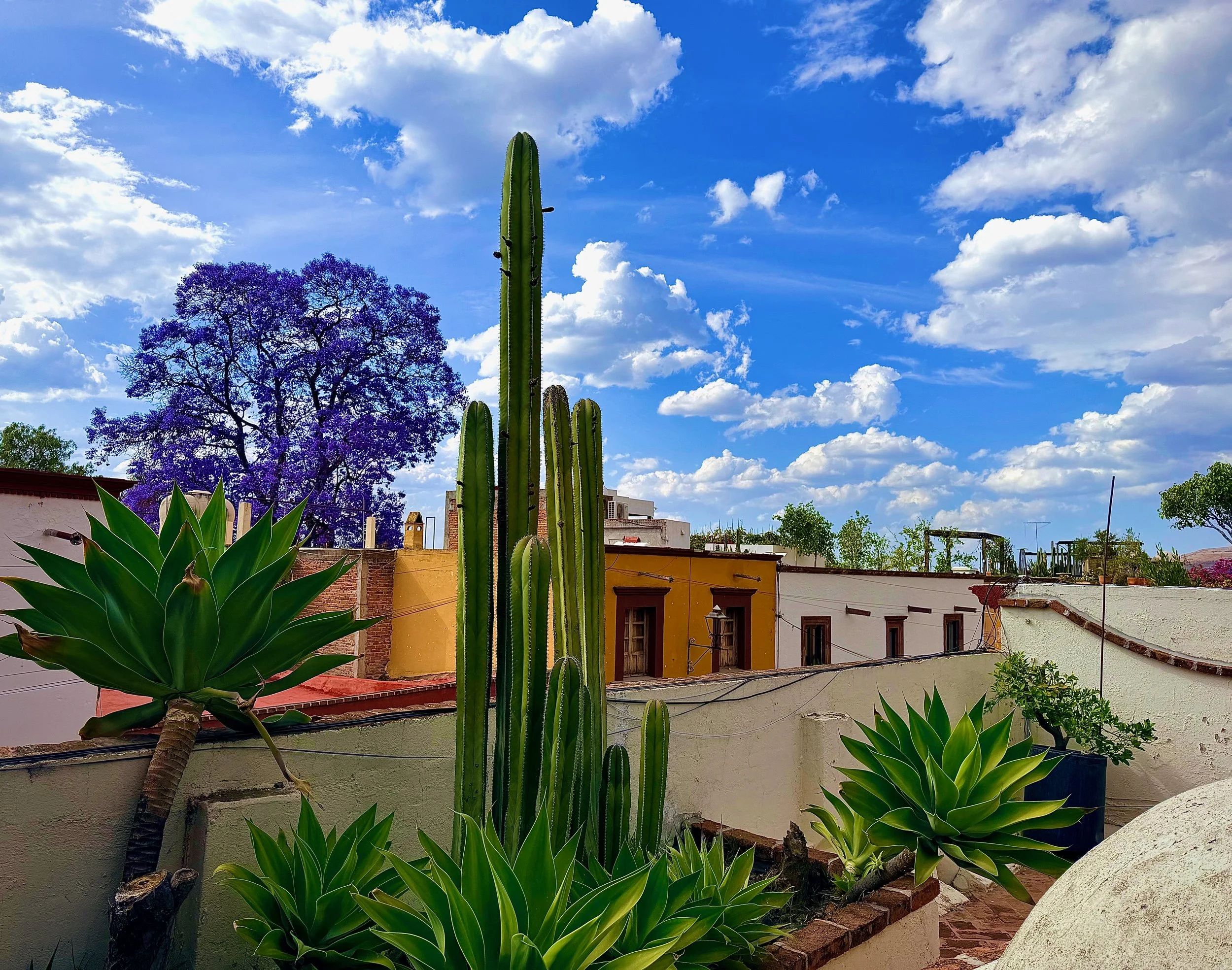 Rooftop View