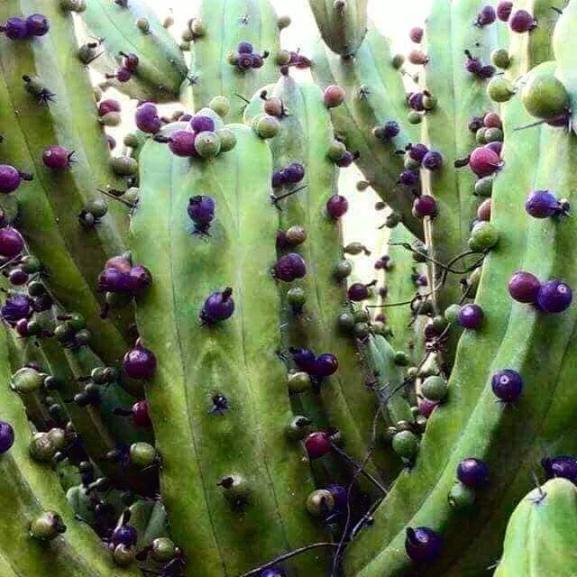 Garmbullo Berries Old Man Cactus