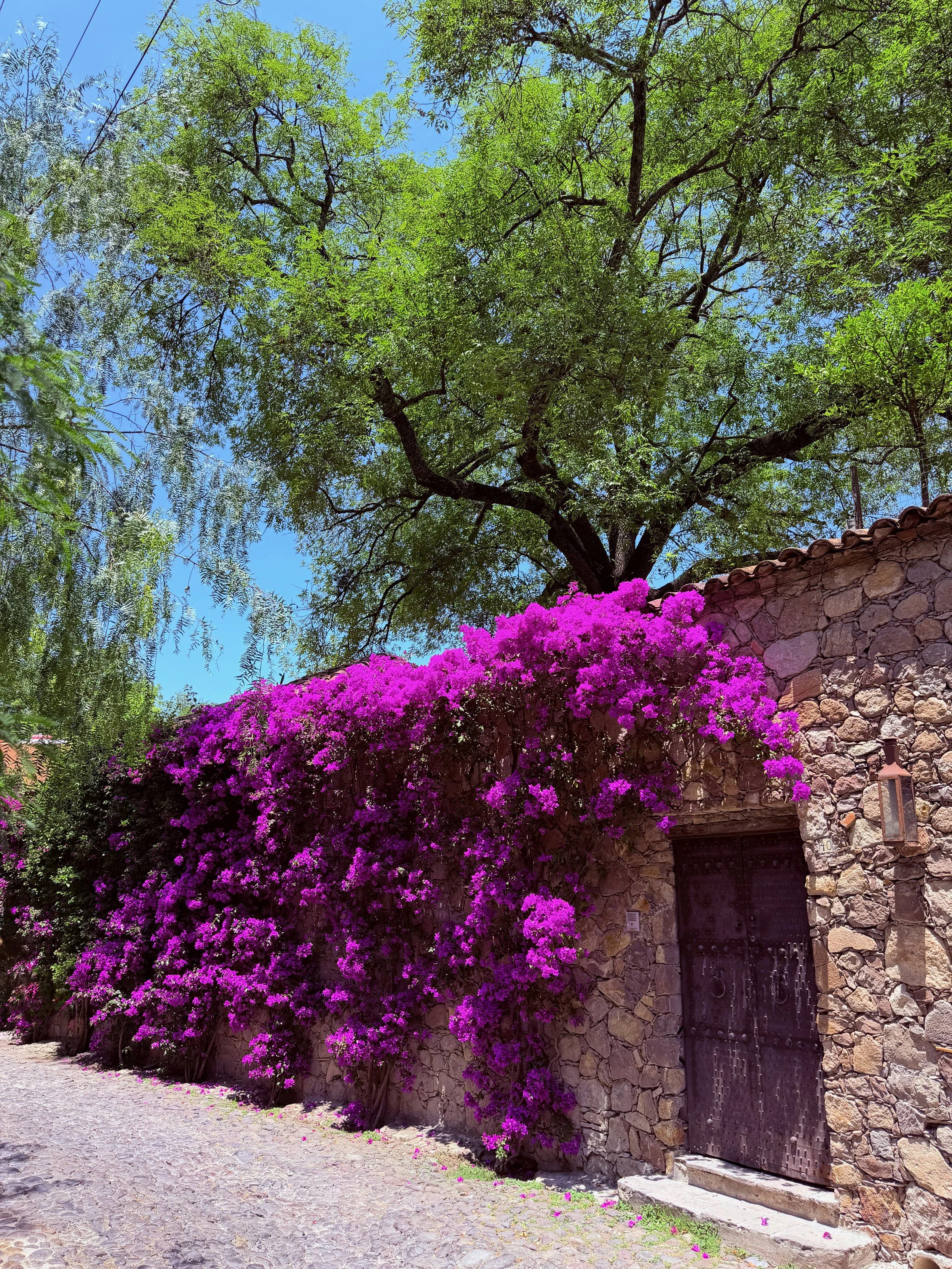 Bougainvillea Wall