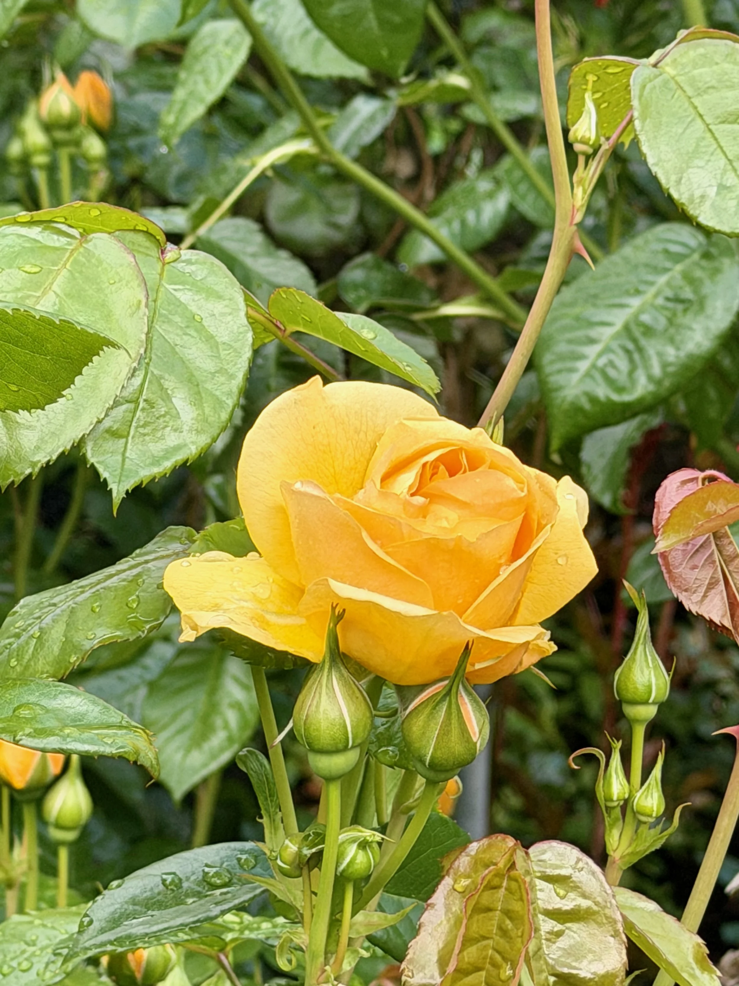 Portlad Rose Garden