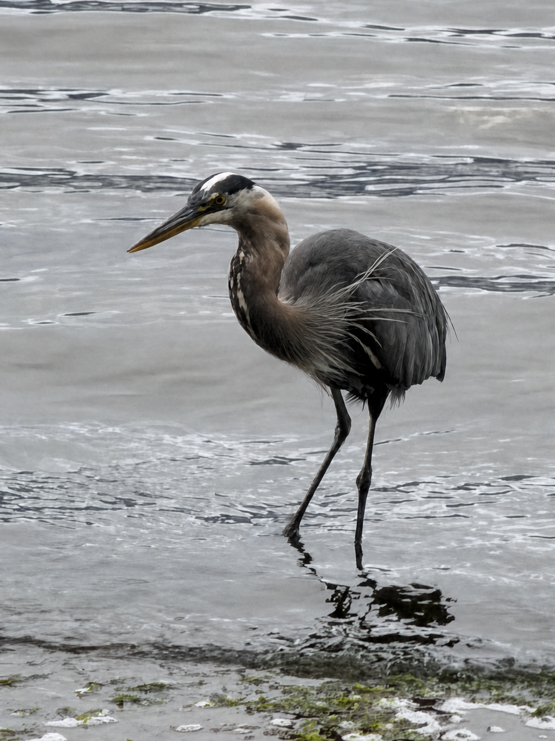 Great Blue Heron, Vancouver Waterfront