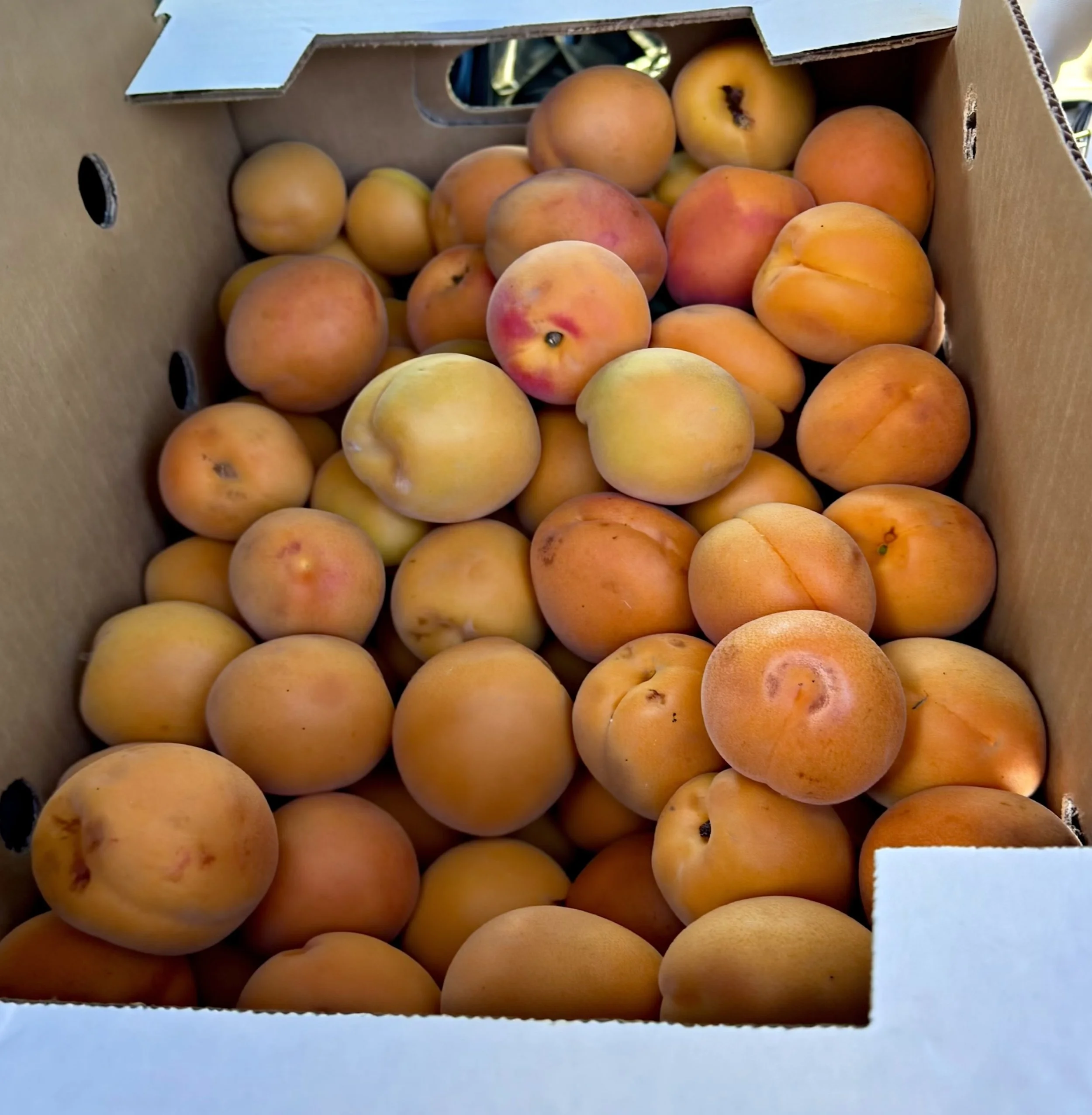 Apricots, ready for jam