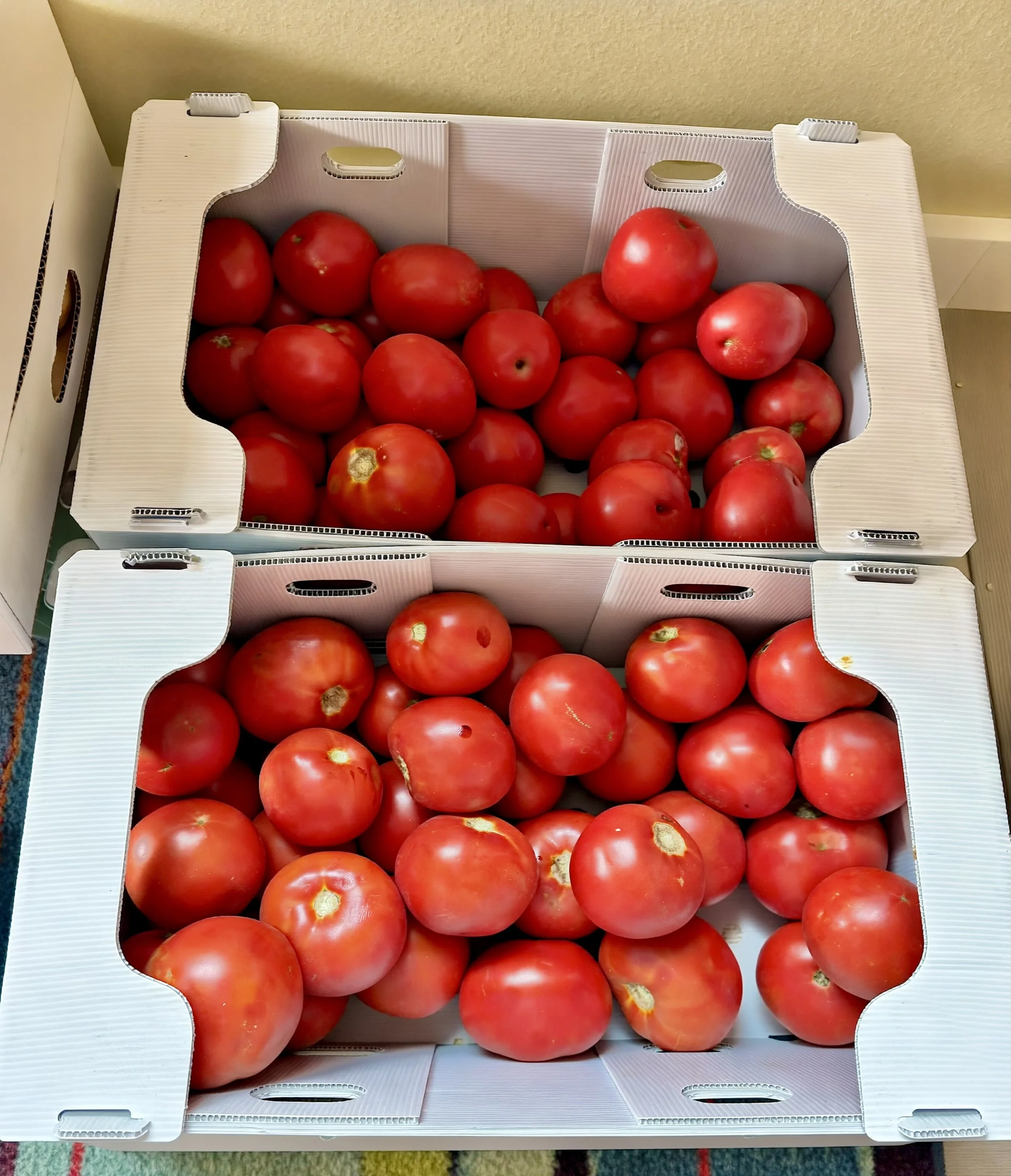 Tomatoes, ready for salsa