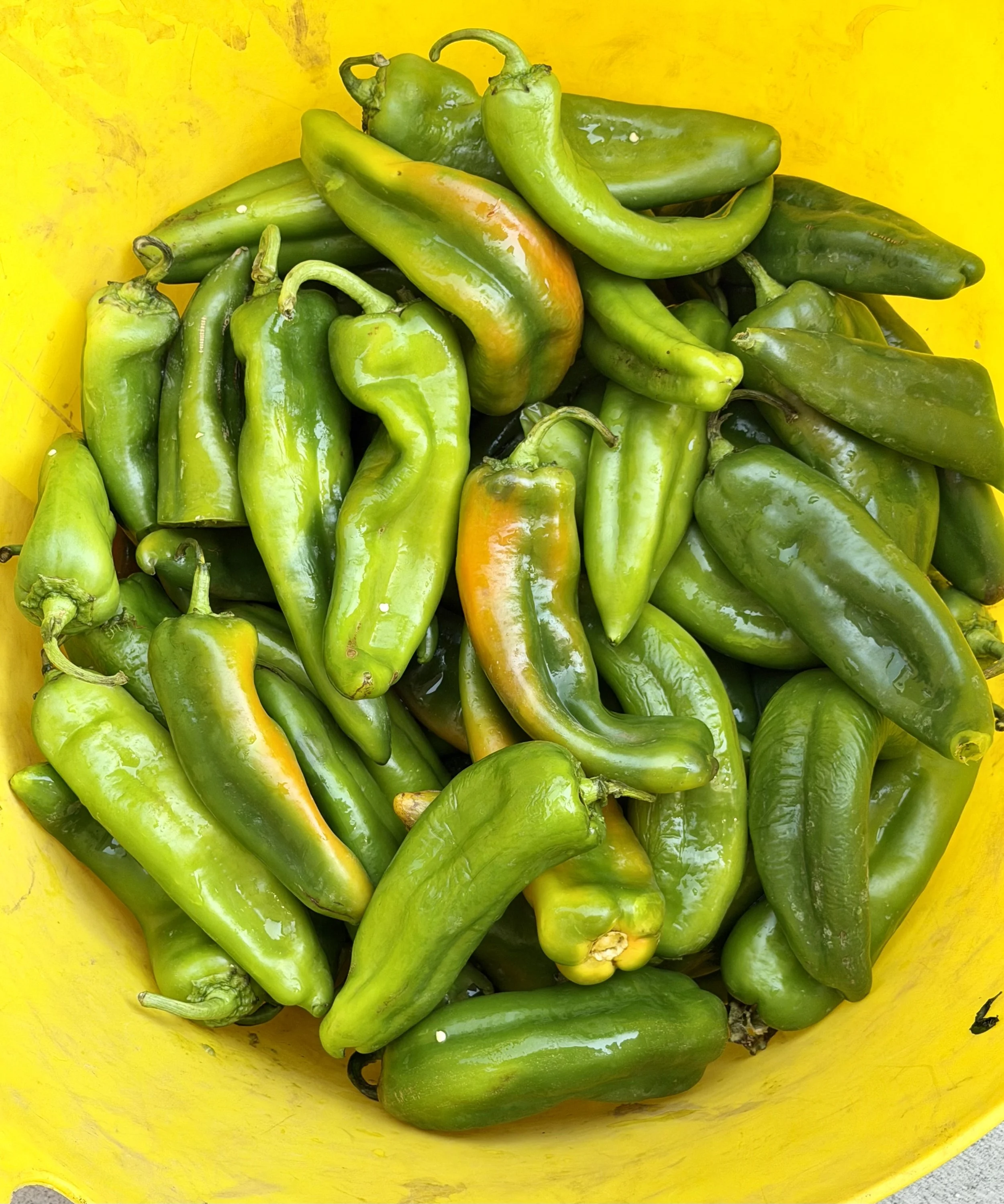 Our Hatch chiles, ready for roasting.