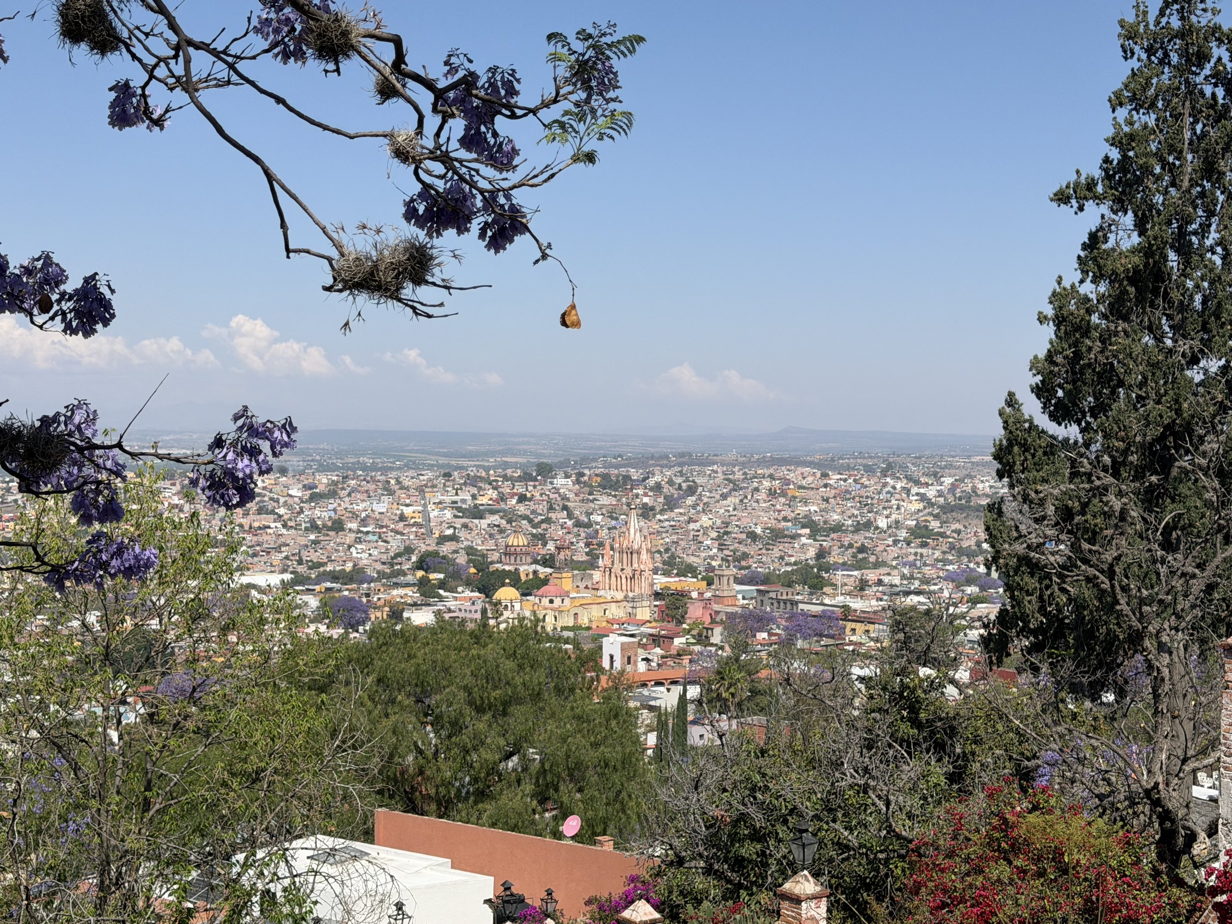 San Miguel de Allende, Vacation, mexico, Jacaranda trees