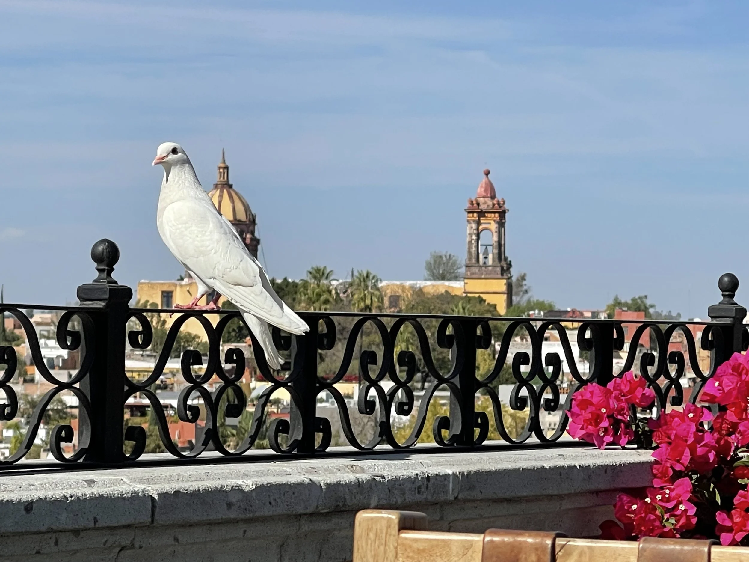 San miguel de allande-paroquia-doves on rooftop