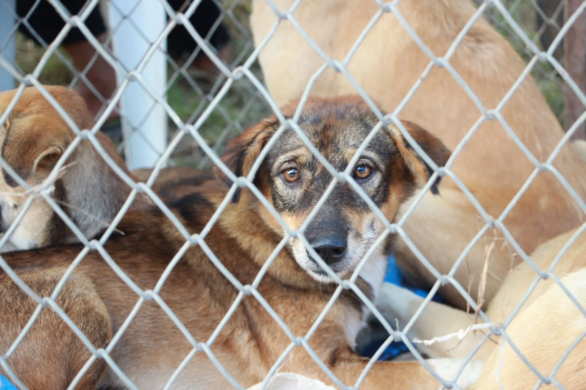 When Rescues Fail Dogs: Inside Texas's Oversight Gap