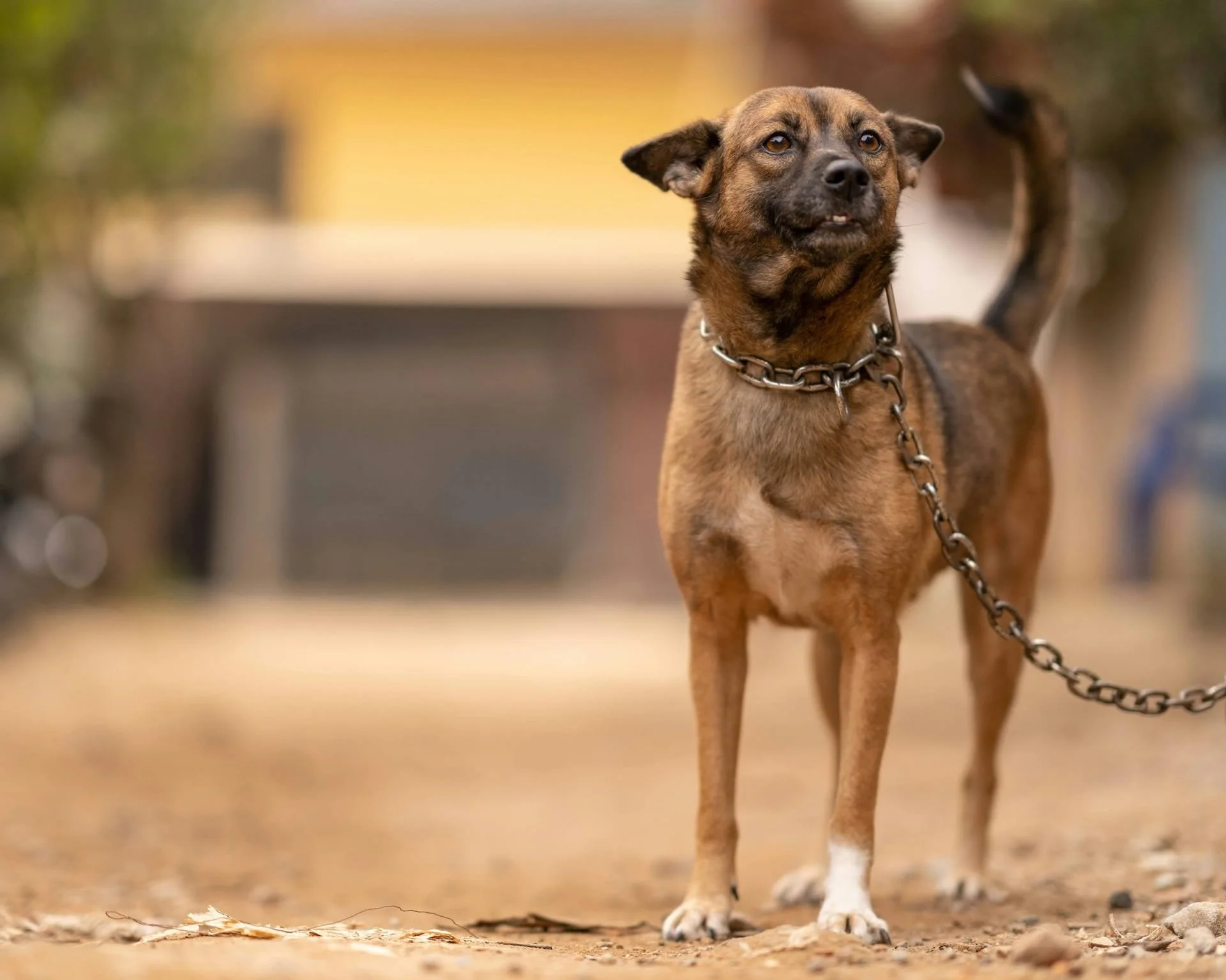 Texas Safe Outdoor Dogs Act: What It Means for Your Dog