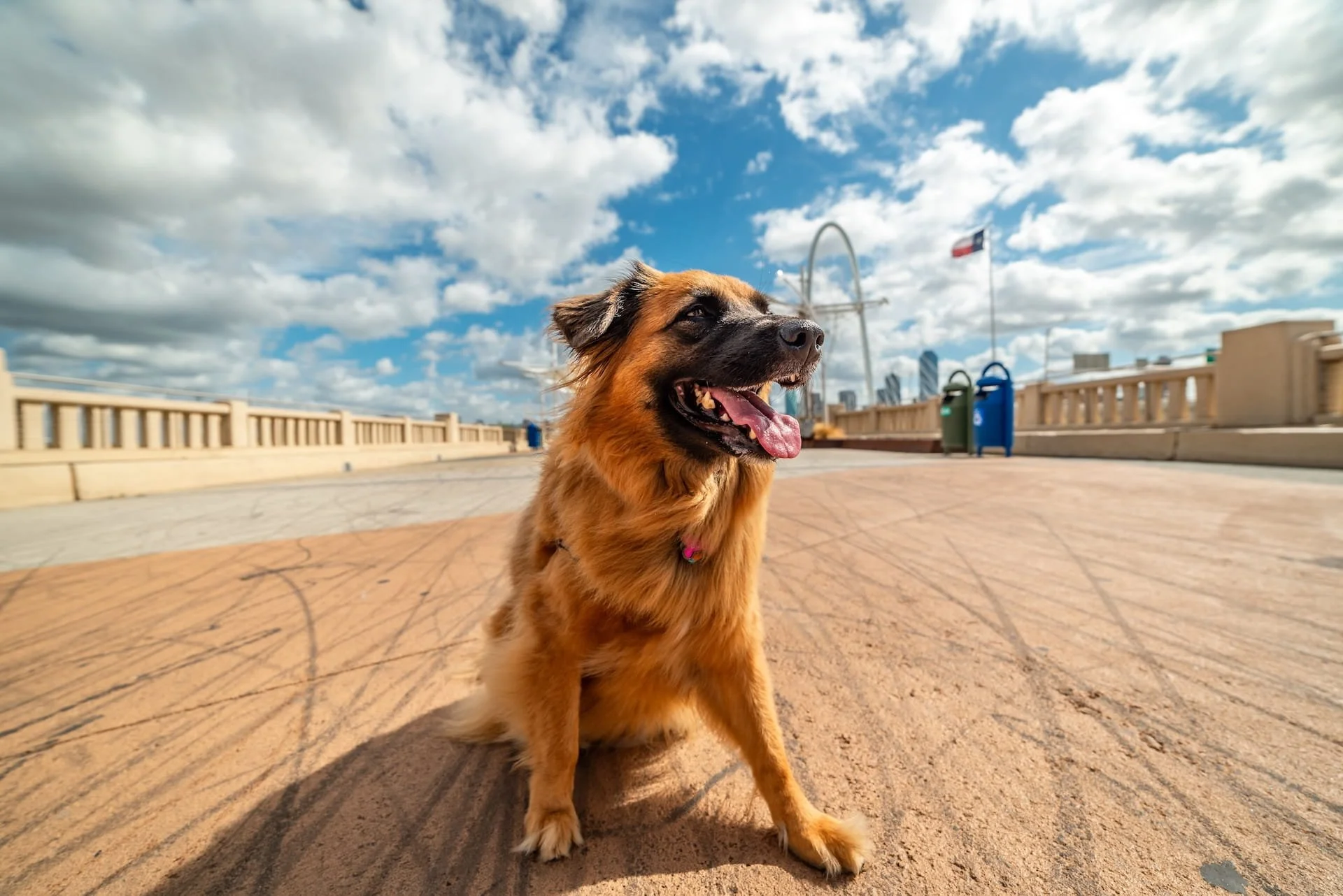 Texas Dog Protection Laws Aren't Equal