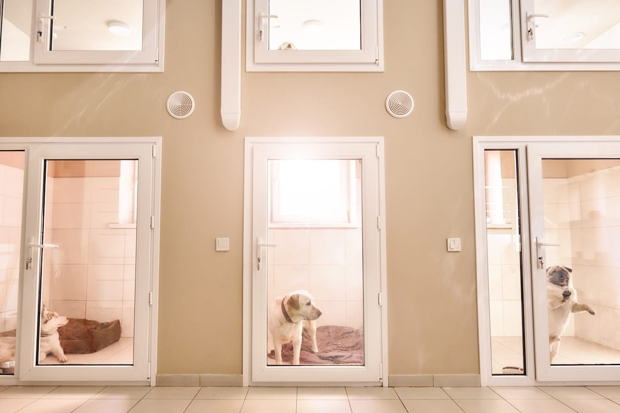 Dogs in individual glass-enclosed kennels at a boarding facility