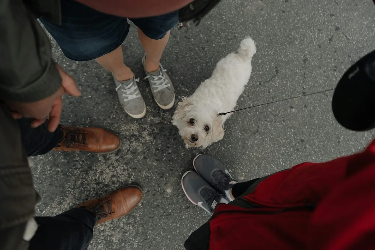 People standing in a circle on a textured asphalt surface, with a small white dog on a leash looking up at the camera.