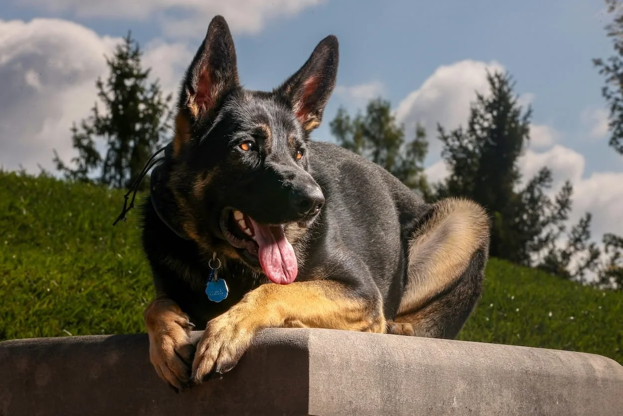 German shepherd with a blue ID tag resting on a ledge outdoors