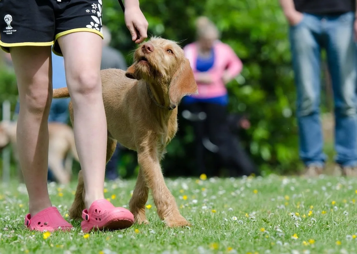 Dog looking up at a trainer's hand for a treat during a session