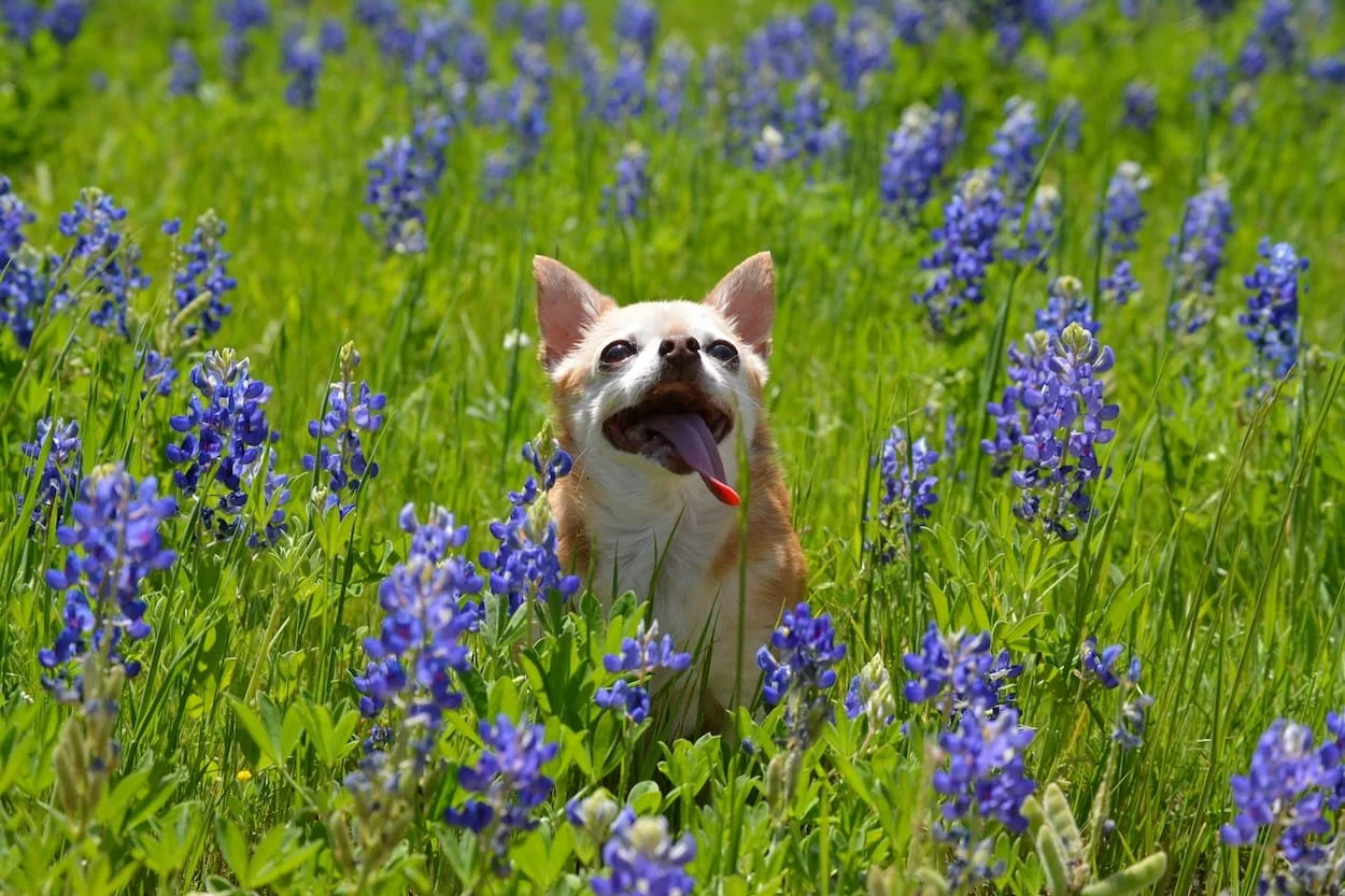 Chihuahua sitting happily in a field of Texas bluebonnets