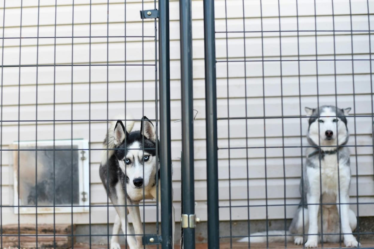 Two huskies standing behind a metal kennel fence