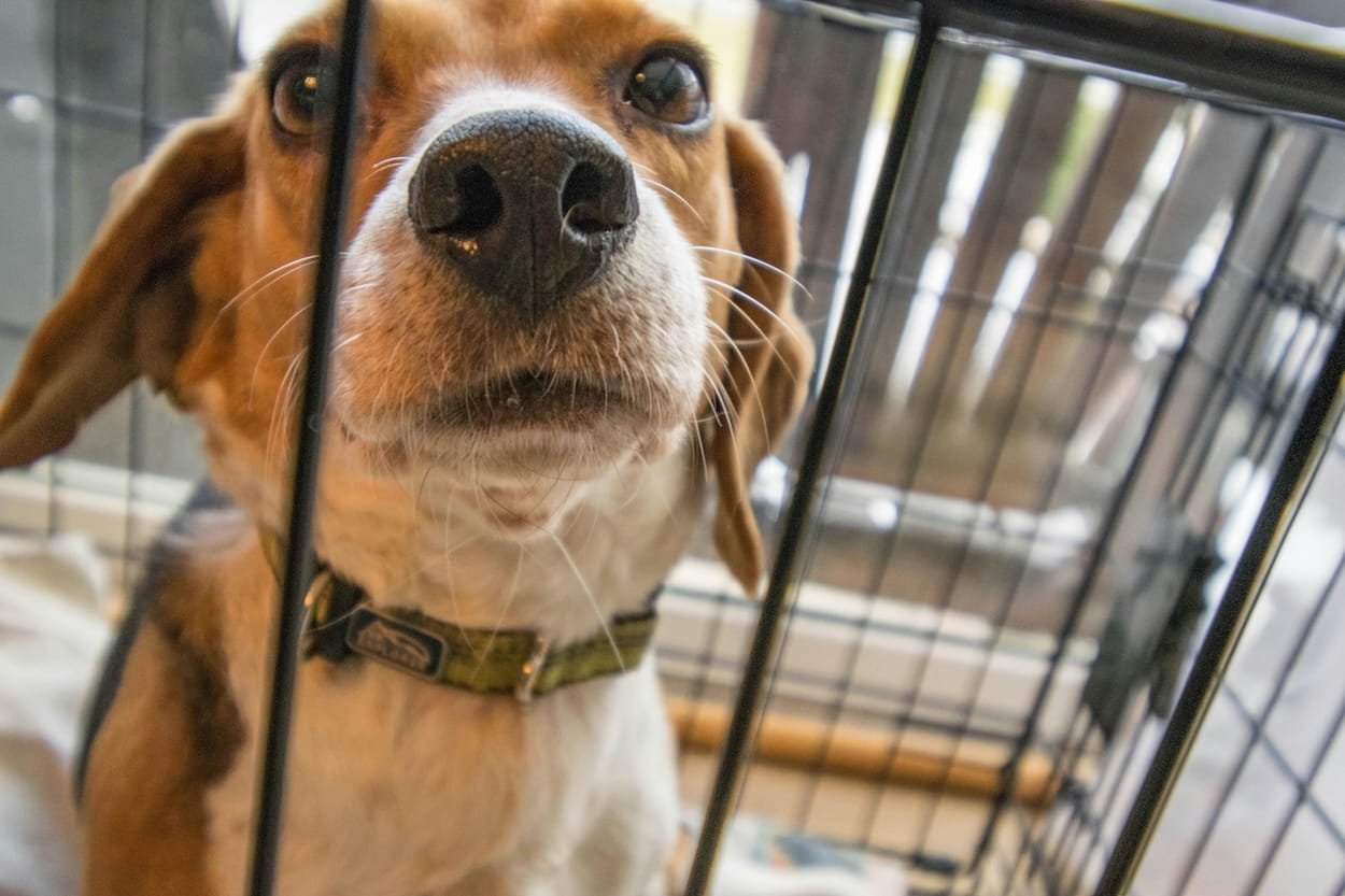 Beagle looking through the bars of a wire crate close-up