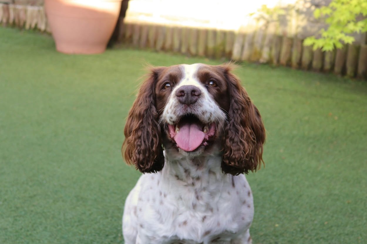 Brown and white springer spaniel sitting and smiling in a yard