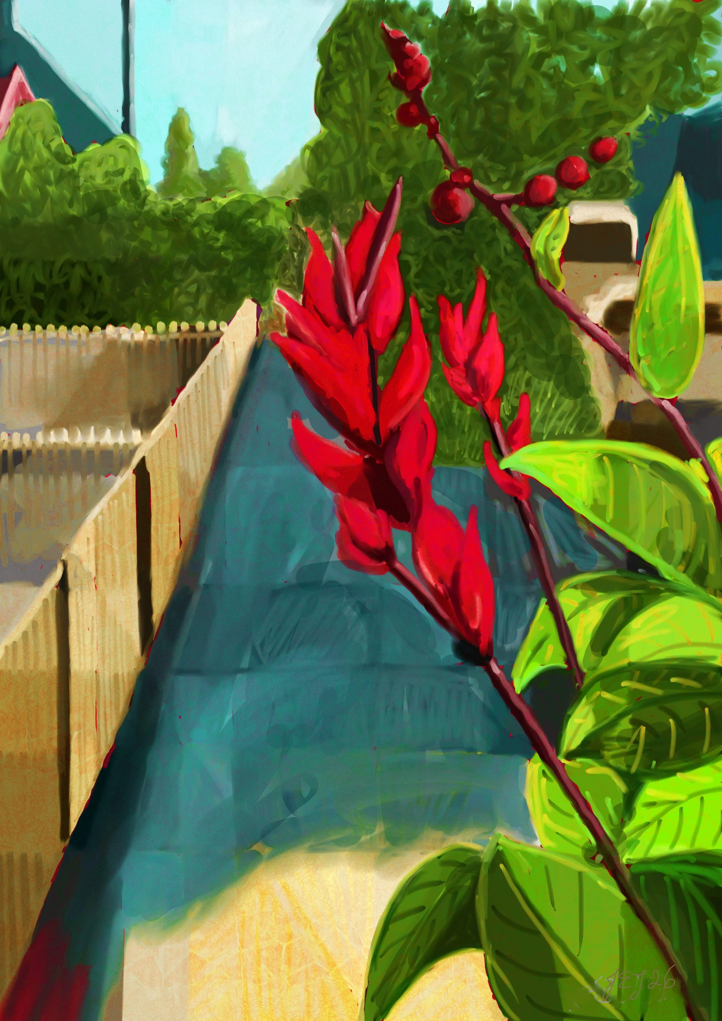 Street Canna Lilies