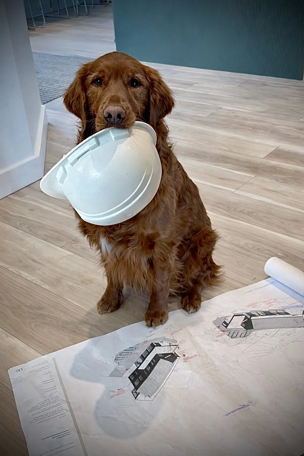 Un chien de race retriever avec un casque de sécurité blanc dans la bouche, assis sur un plan architectural étendu sur le sol en bois, dans une pièce intérieure.