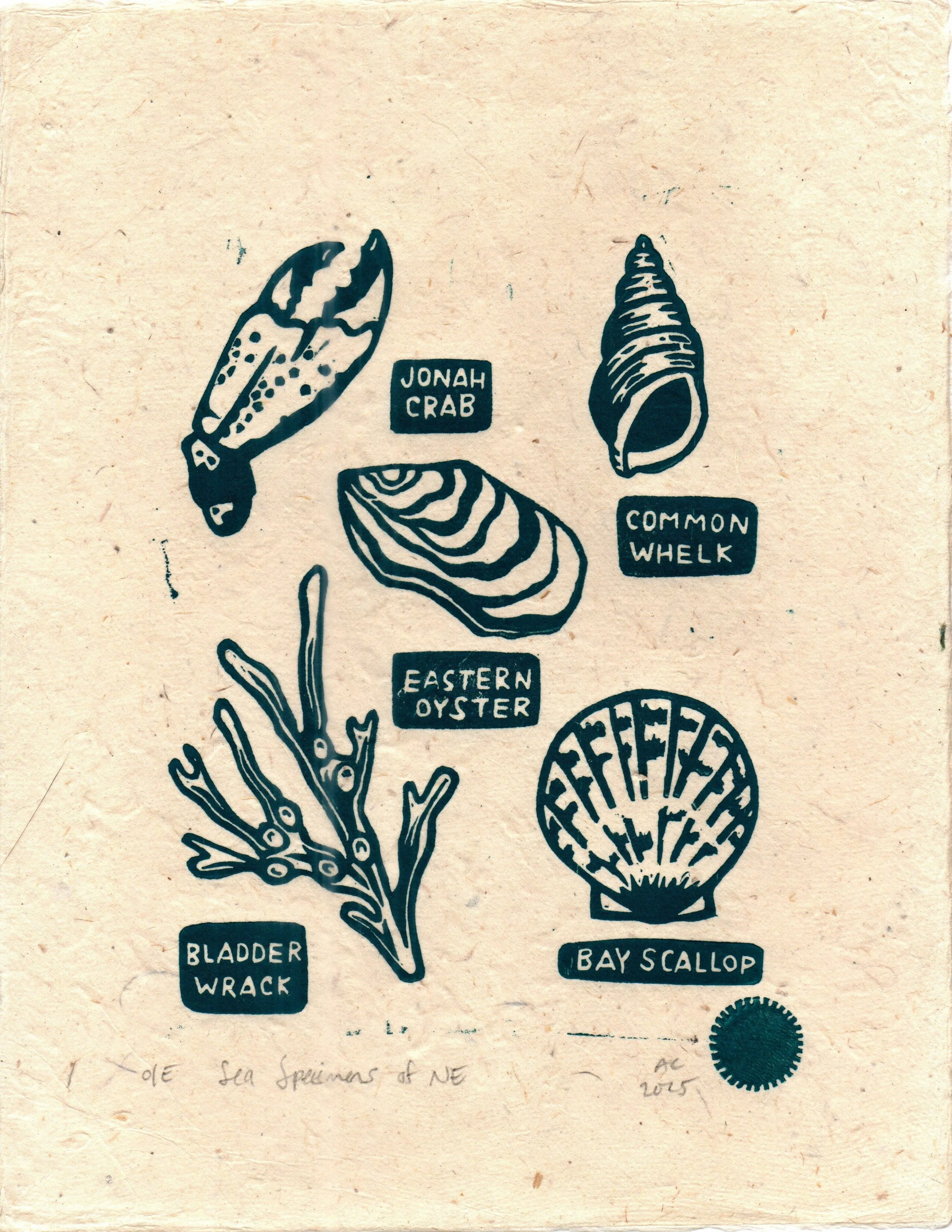 seaspecimens.jpg