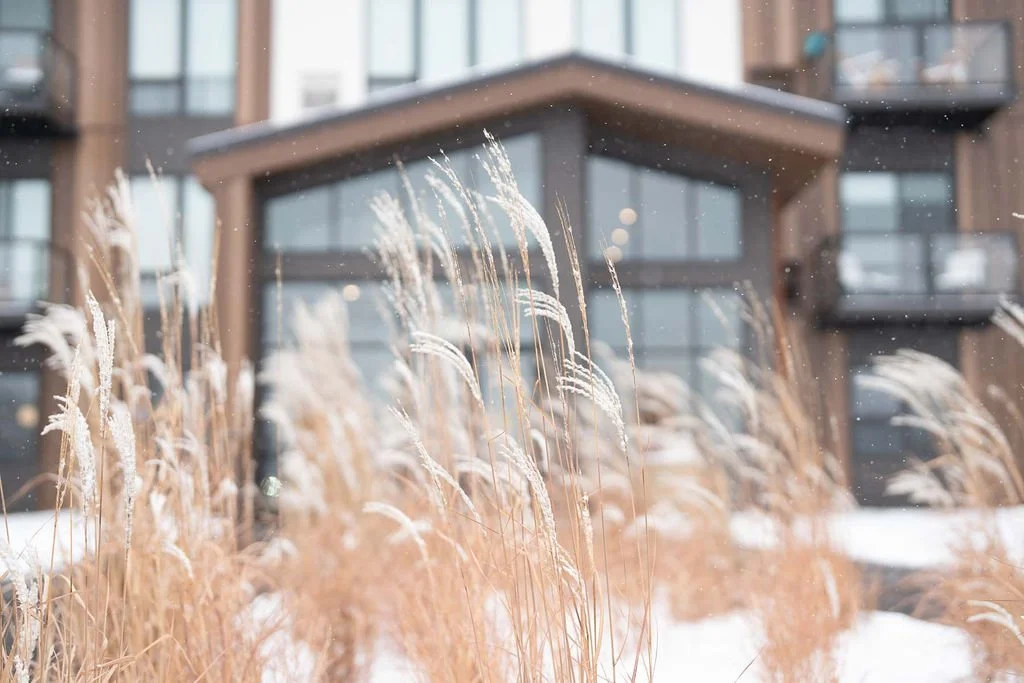 Close-up of tall dry grass in the foreground with a modern residential building with large glass windows in the background, and snow on the ground, during winter.