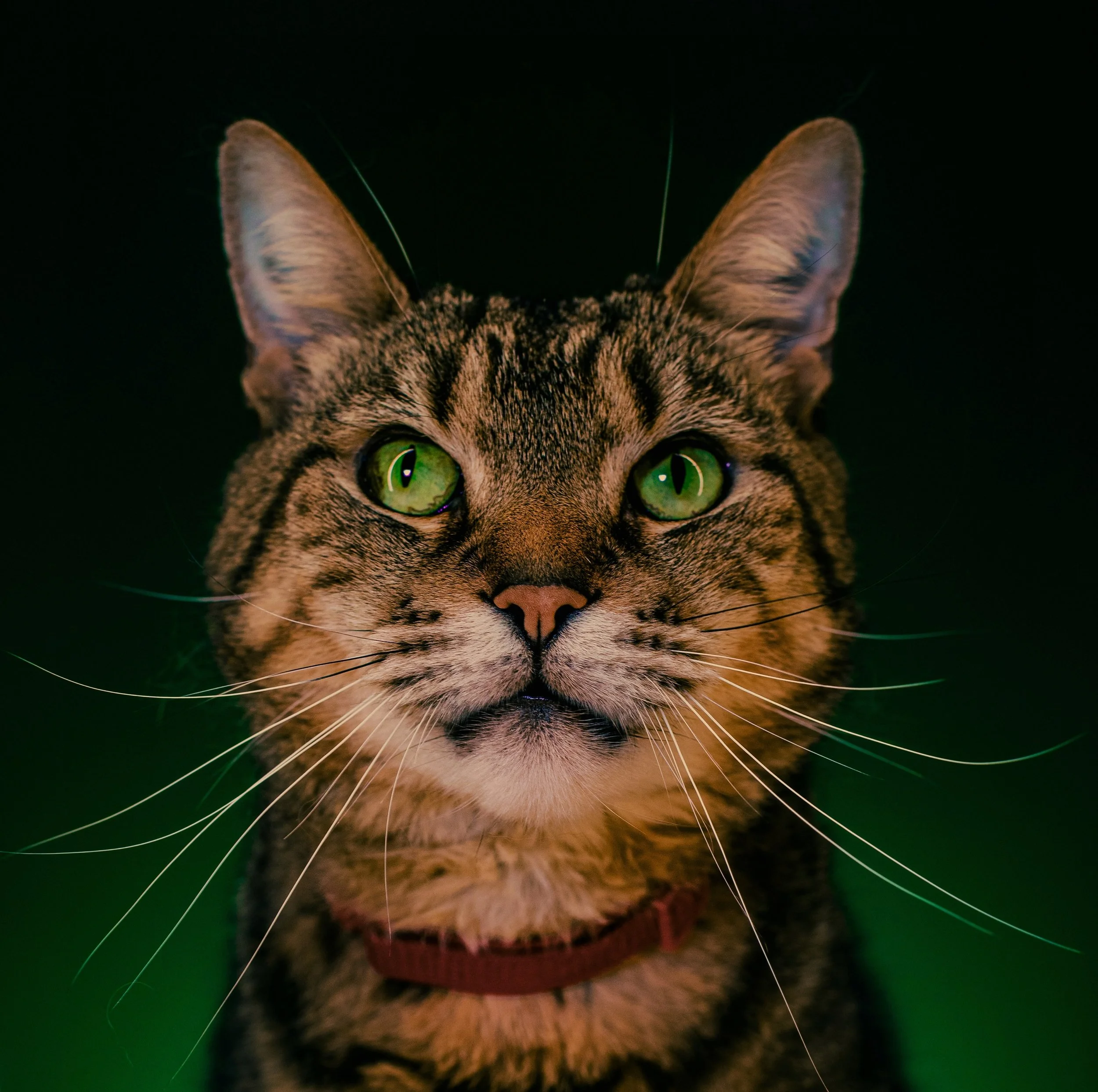 Atticus Headshot copy.jpeg