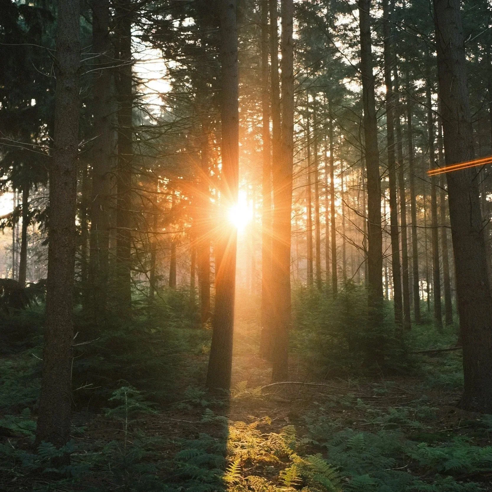Sunlight filtering through a dense forest with tall trees and foliage on the forest floor.