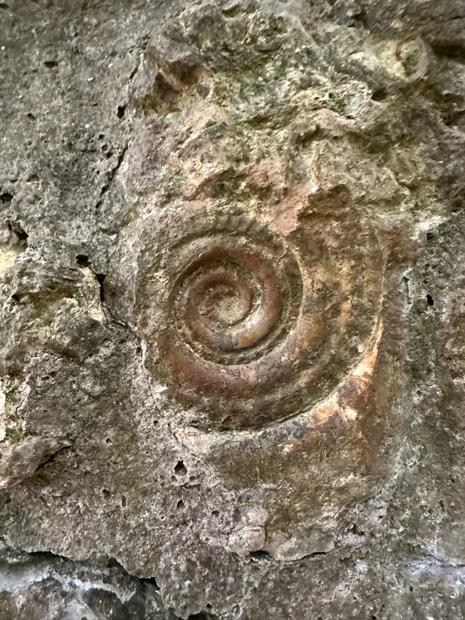 Close-up of a fossilized spiral shell embedded in grayish rock.