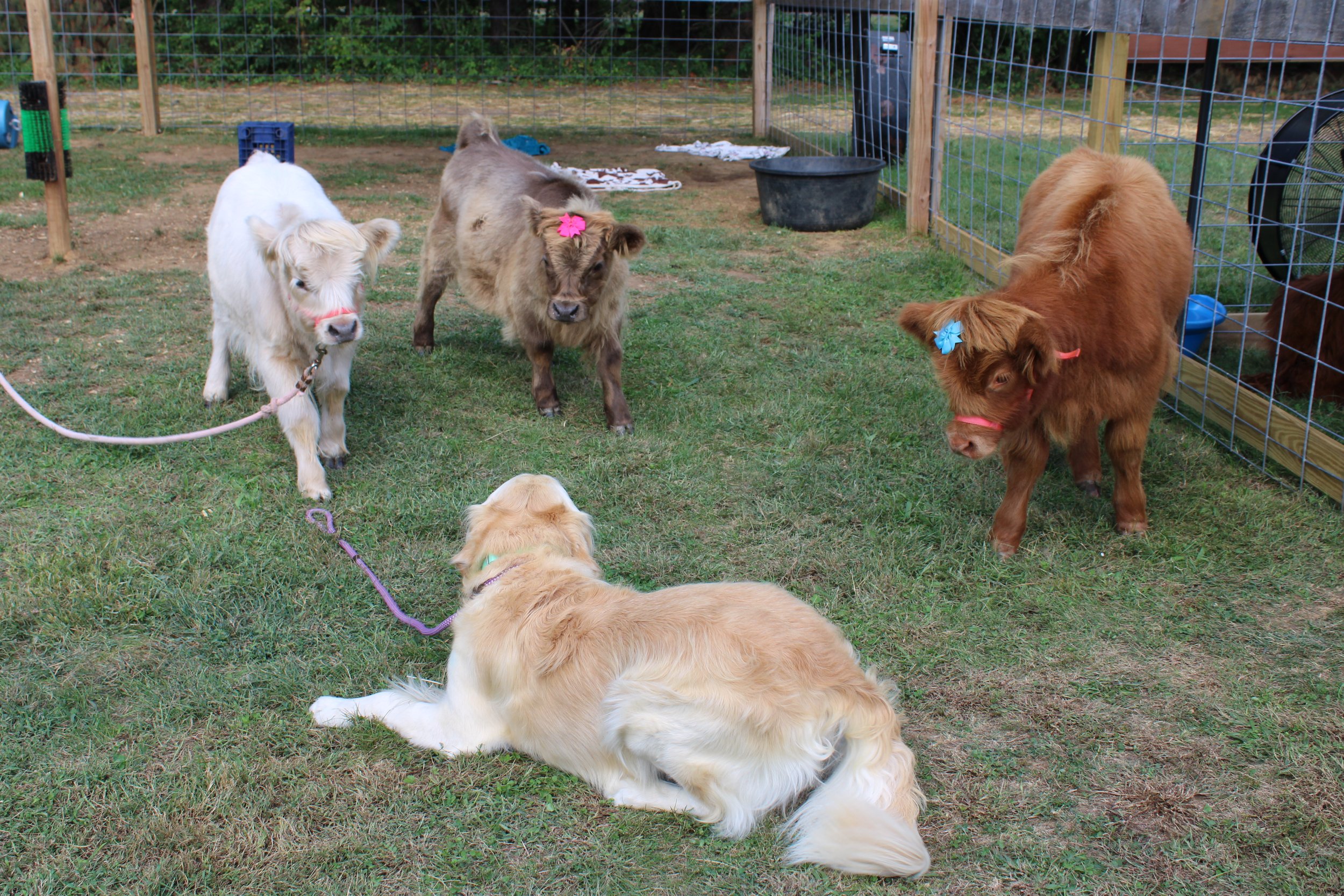 Highlands &amp; Hounds: The Perfect Fall Day of Fluffy Friends