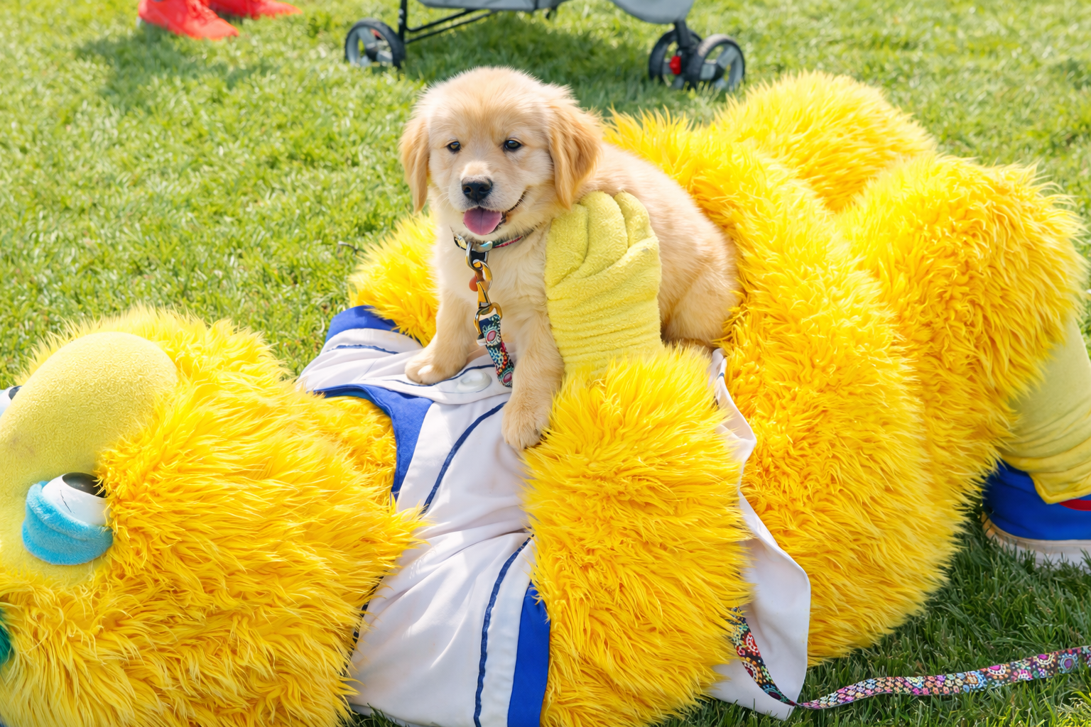 A cute Golden Retriever puppy sitting on a large, plush yellow mascot costume of a lion or bear, lying on the grass outdoors with a stroller in the background.