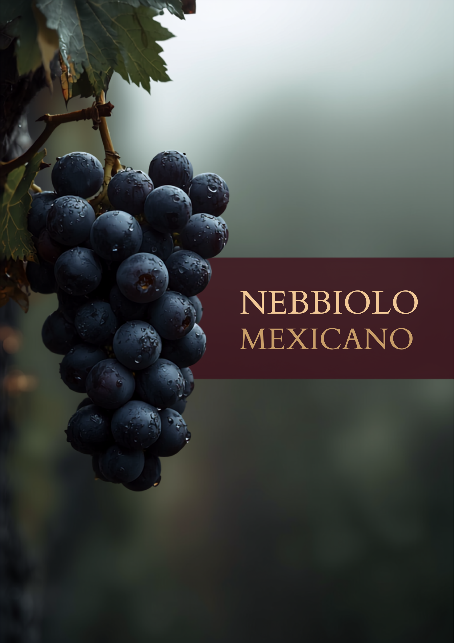 Nebbiolo mexicano: la cepa italiana que triunfa en Baja California