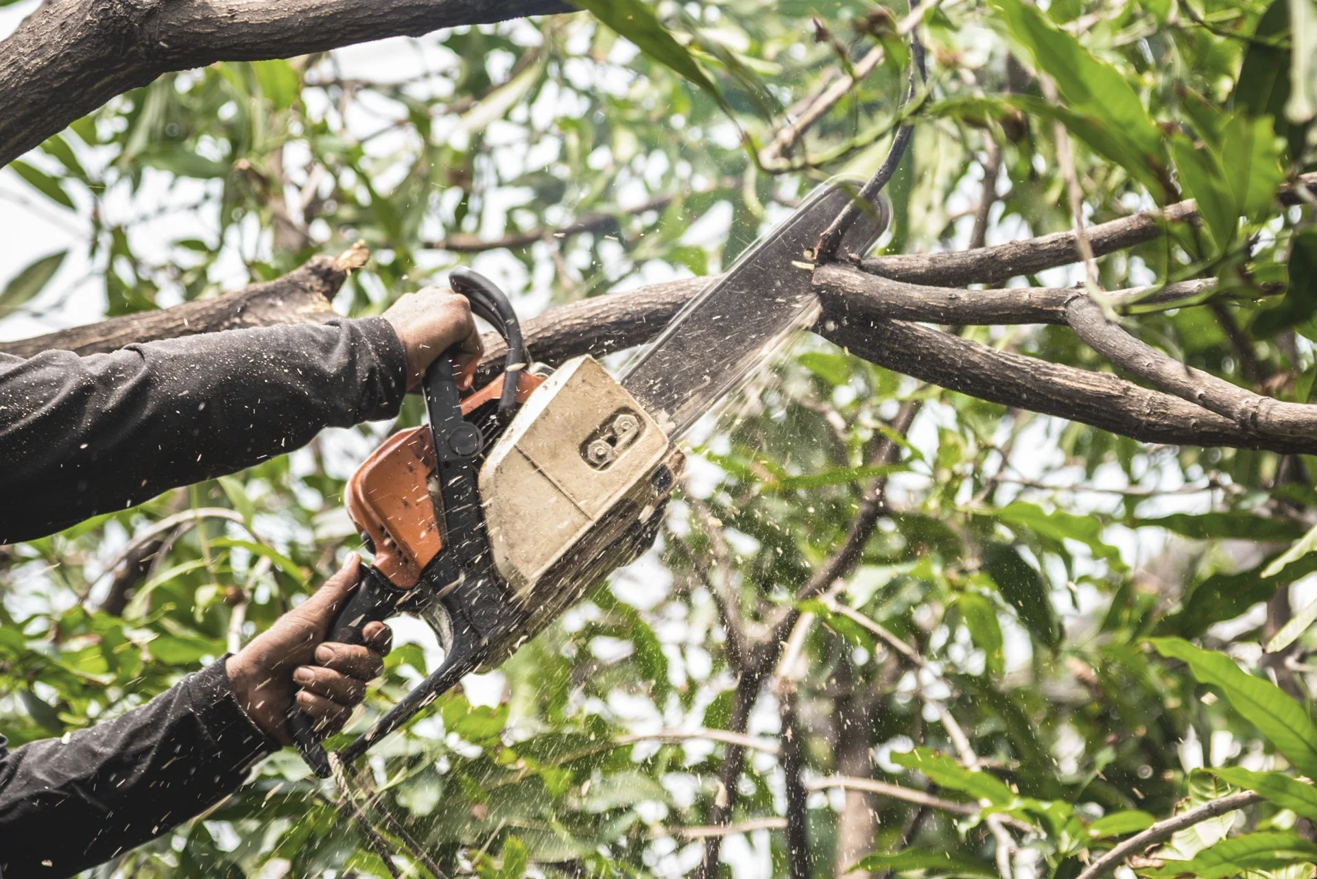 A person wearing a long sleeve shirt using a chainsaw to trim a tree branch amid green leaves.