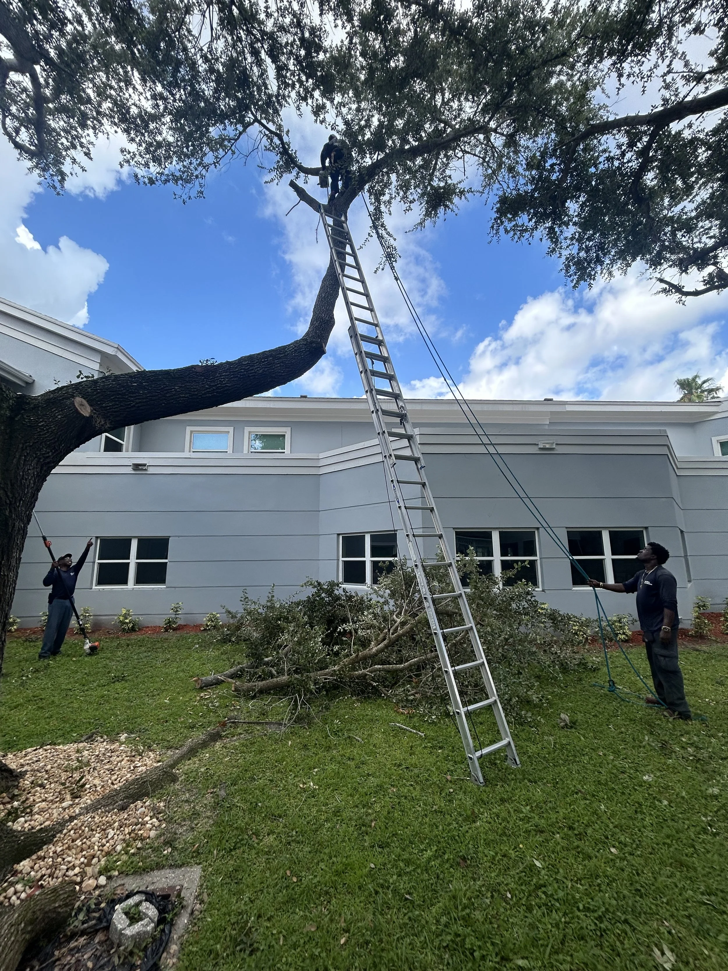 A person is pruning or trimming a large tree in a backyard with the help of two workers, using a ladder and safety ropes, with a modern residential building in the background.