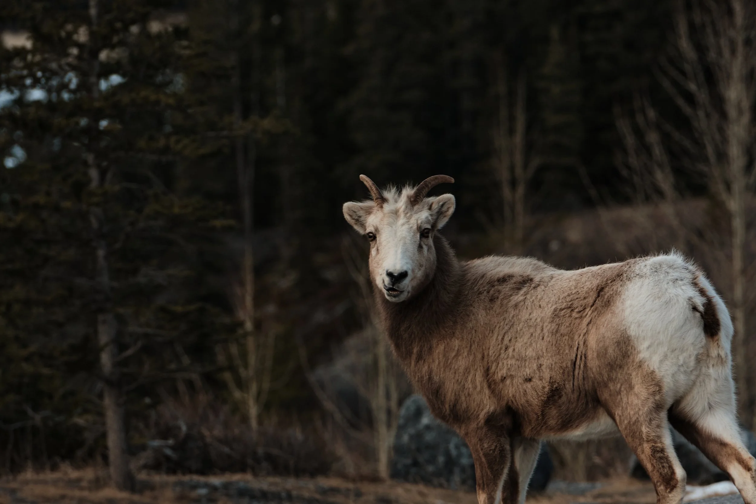 A young mountain goat with small, curved horns, standing in a forested area during dusk or dawn.