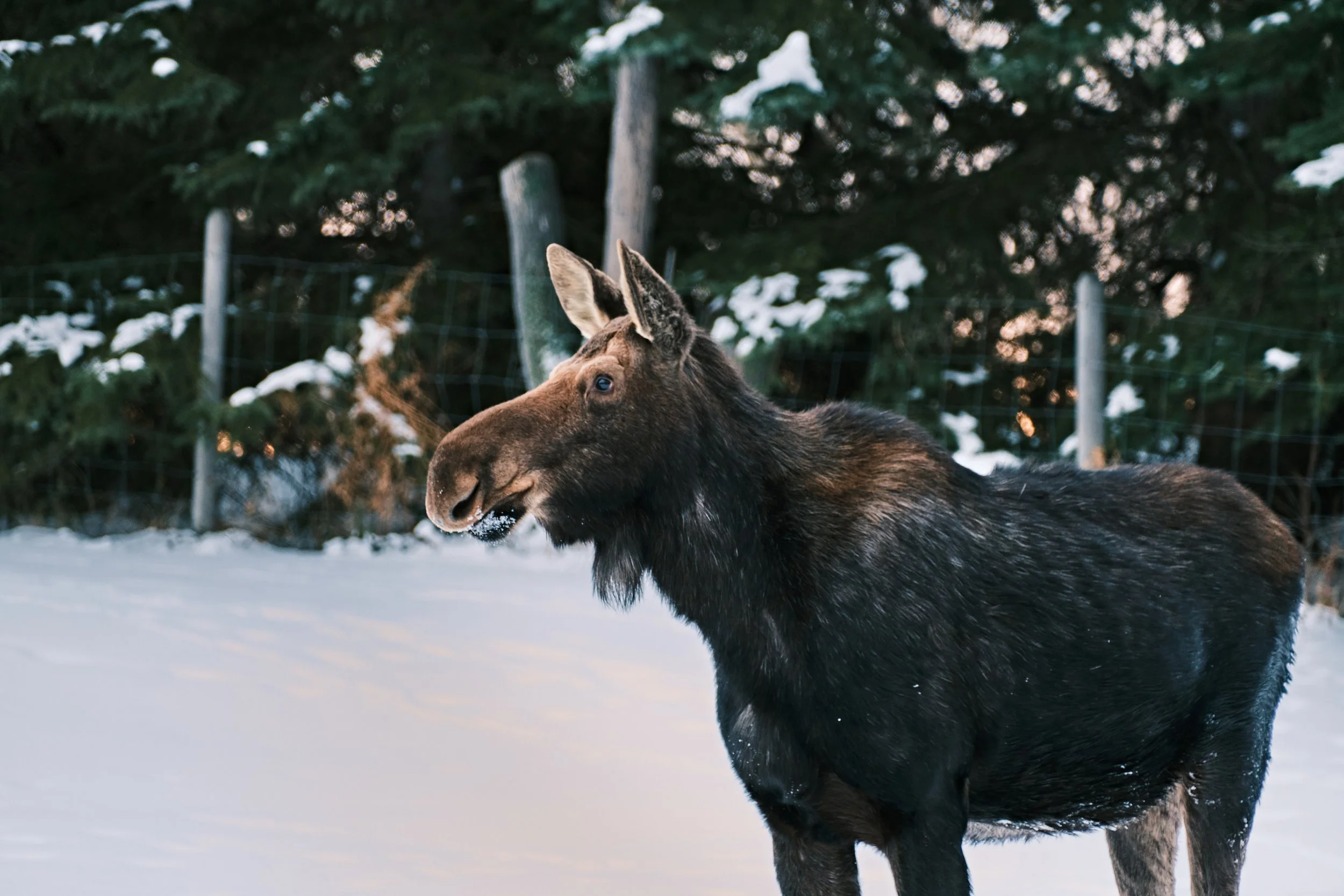 Moose 1.jpg