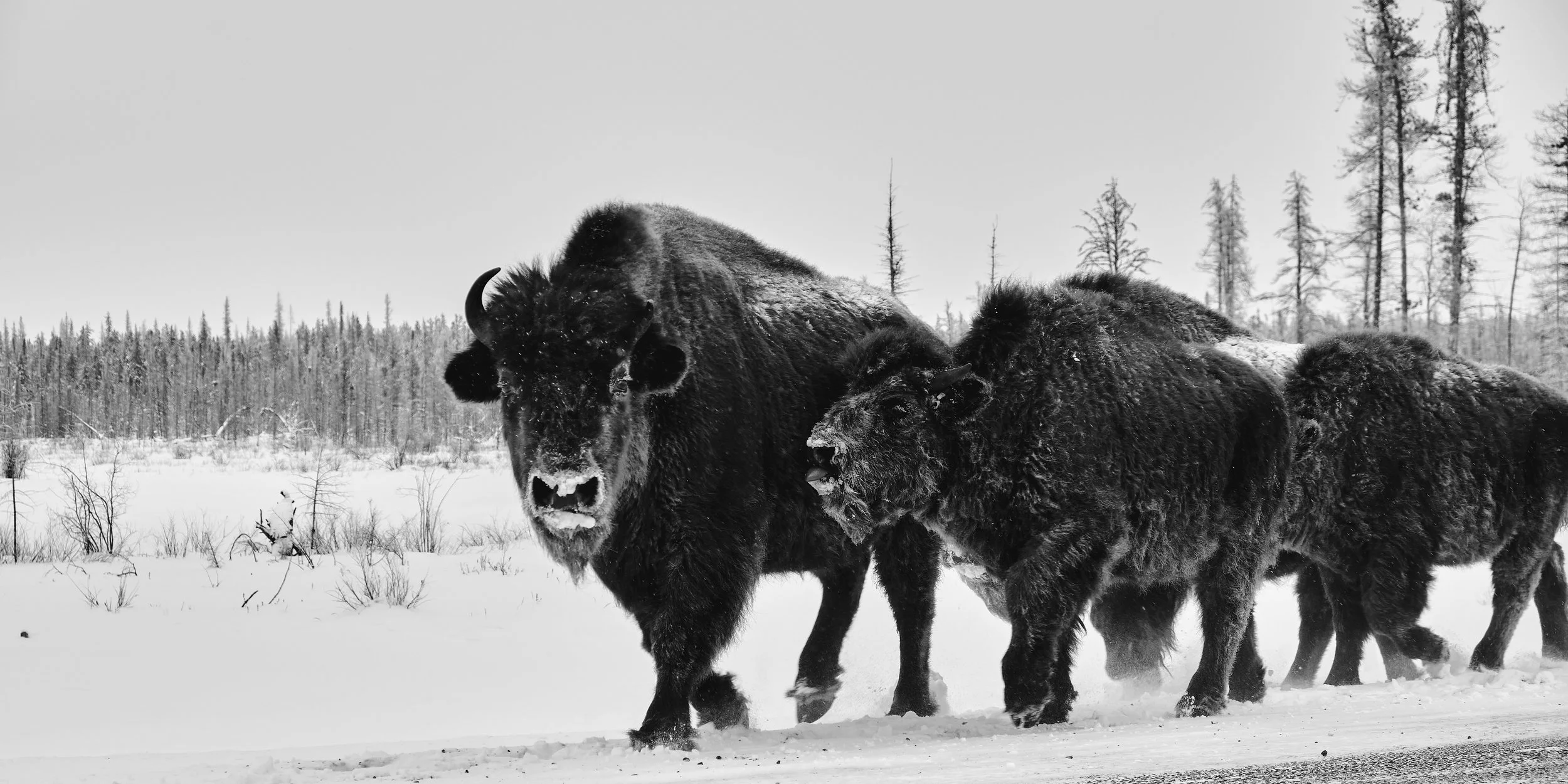 Wildlife 2.jpg