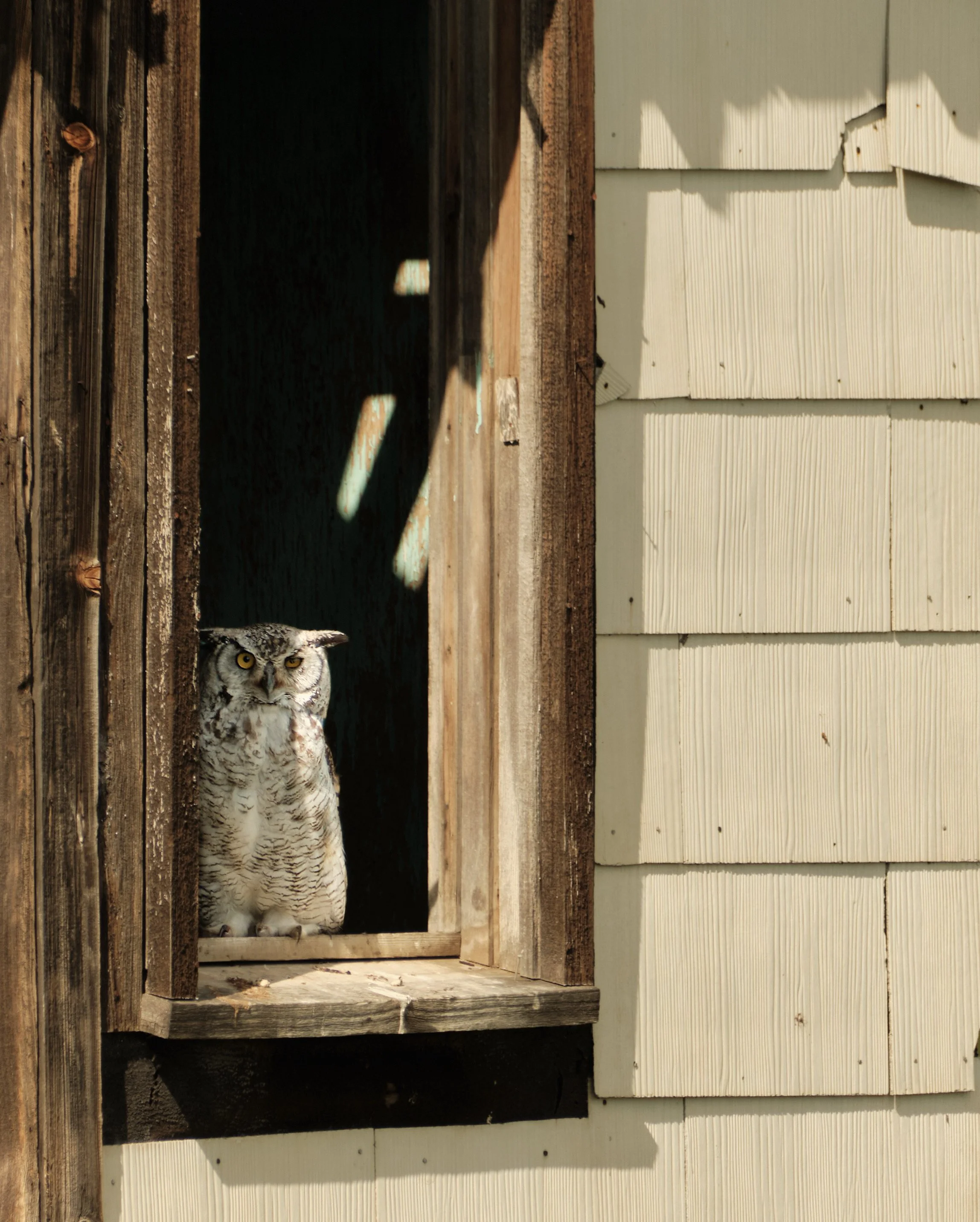 An owl peeking out from a wooden birdhouse on a house's siding.