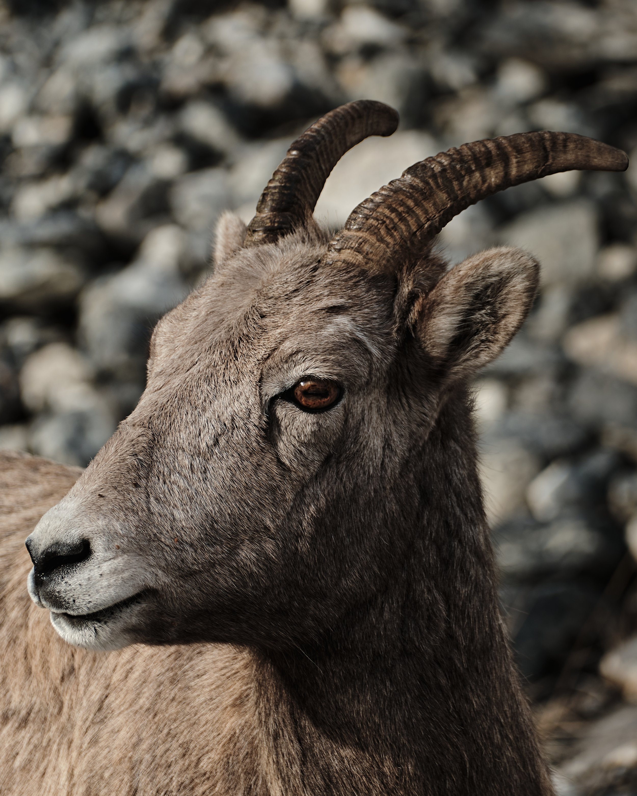 Close-up of a mountain goat, showing its head, horns, and part of the body with a rocky background.