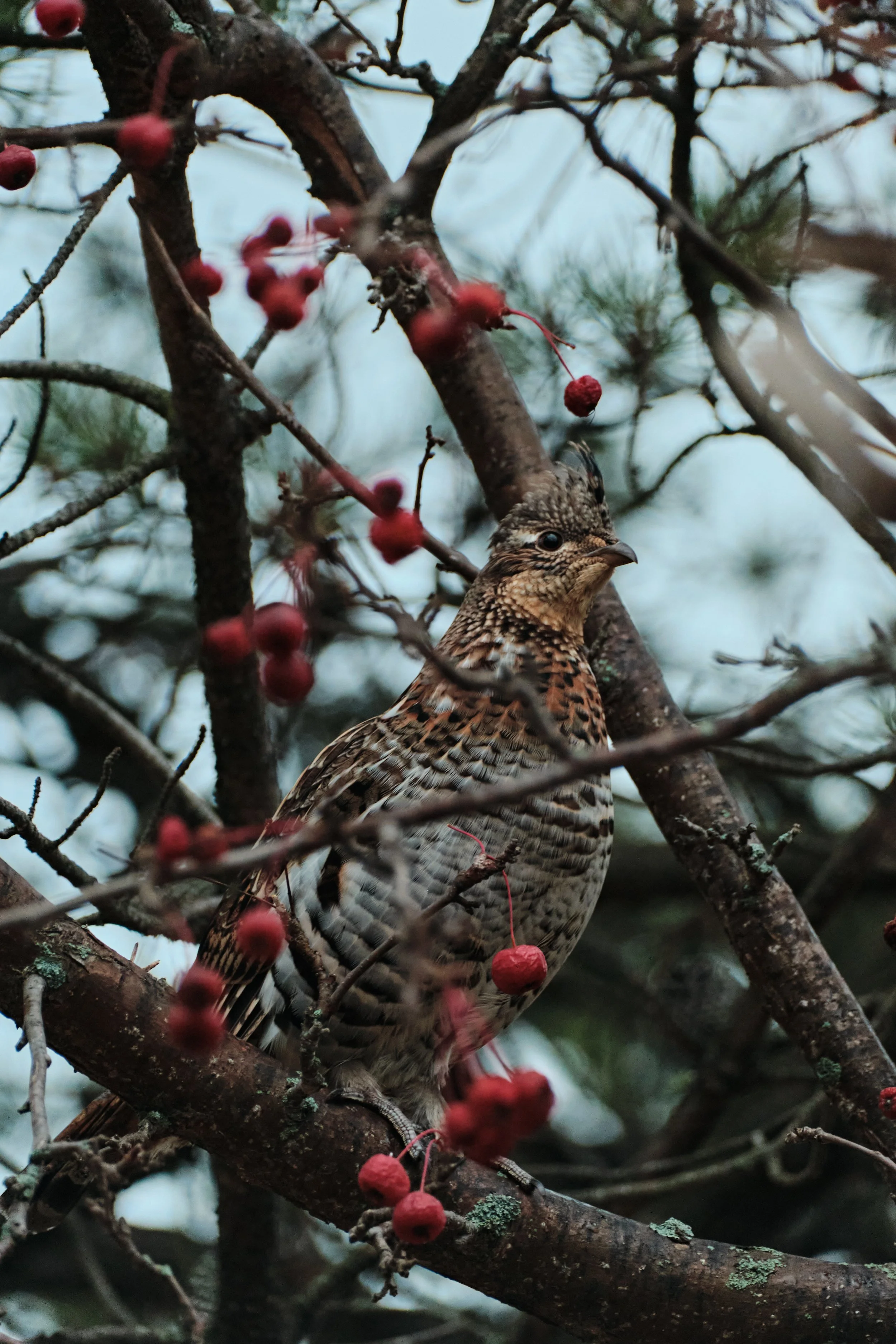 grouse 1.jpg