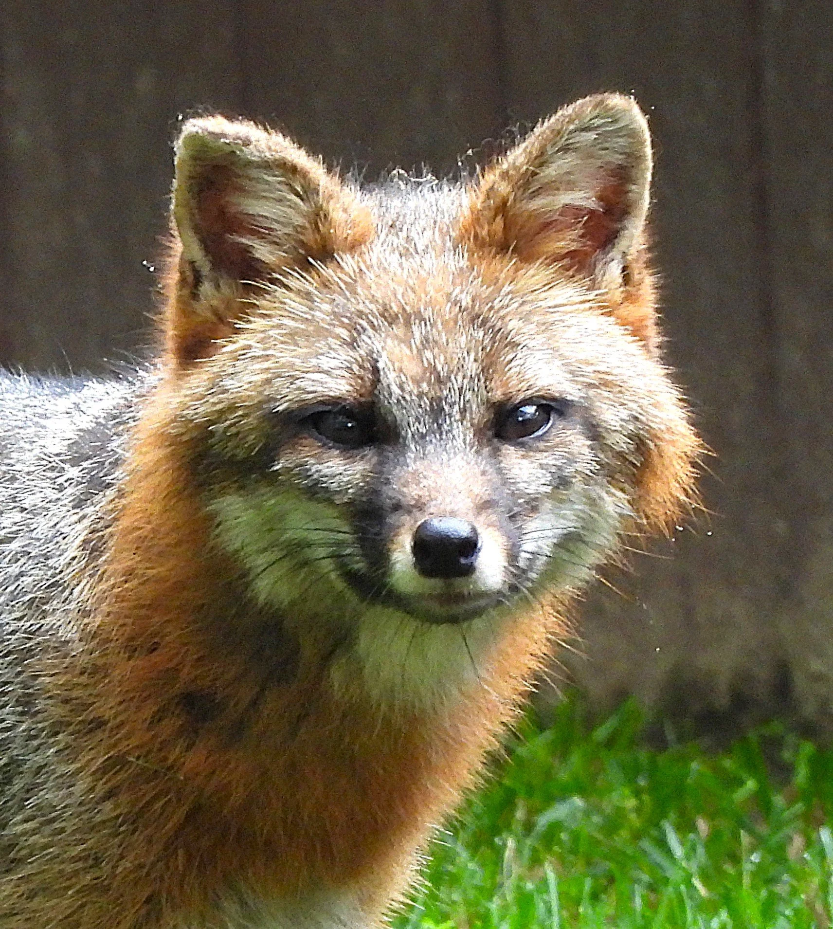 Entrancing Mama Gray Fox photo on Canvas