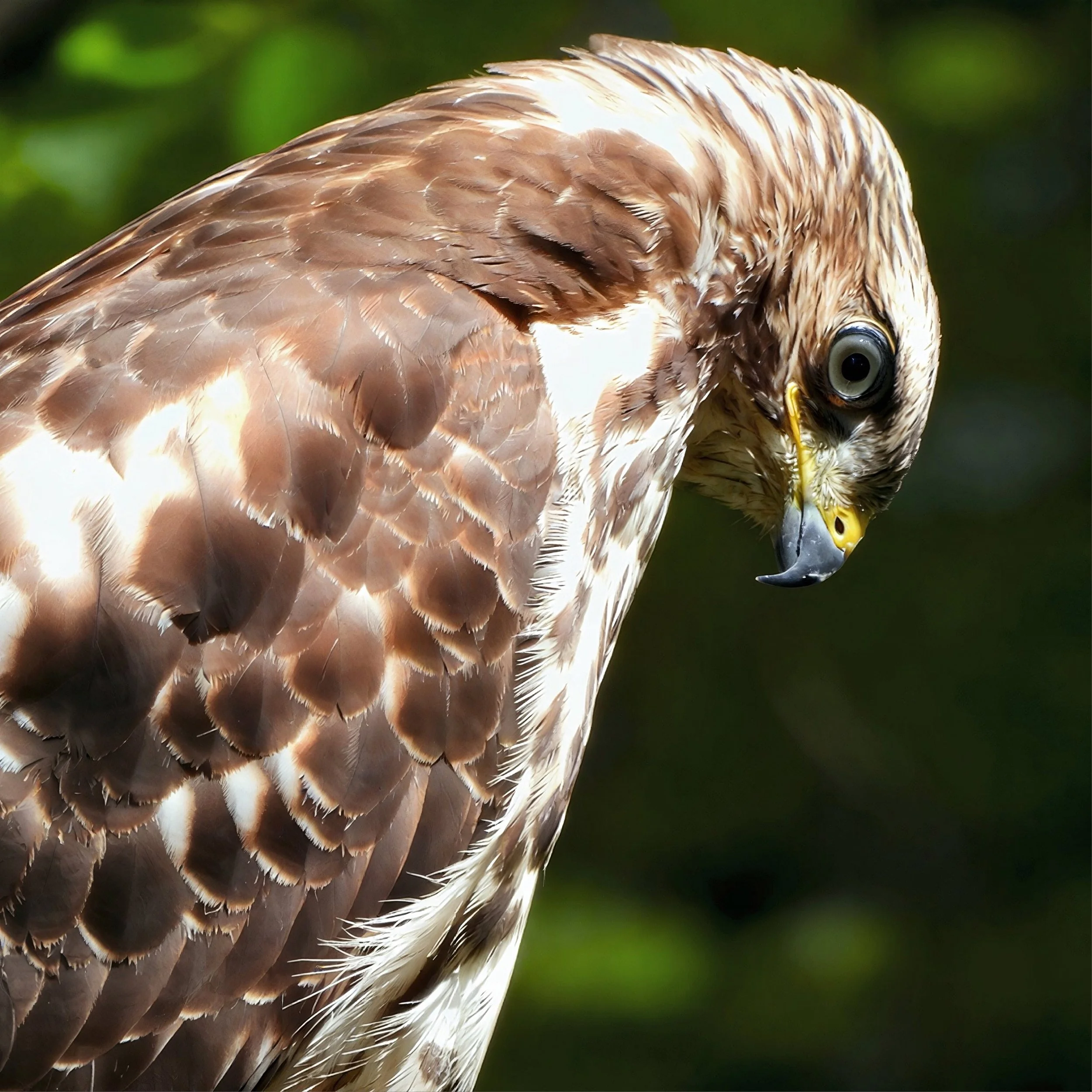 Hungry Red Shouldered Hawk looking for next meal photo on Canvas