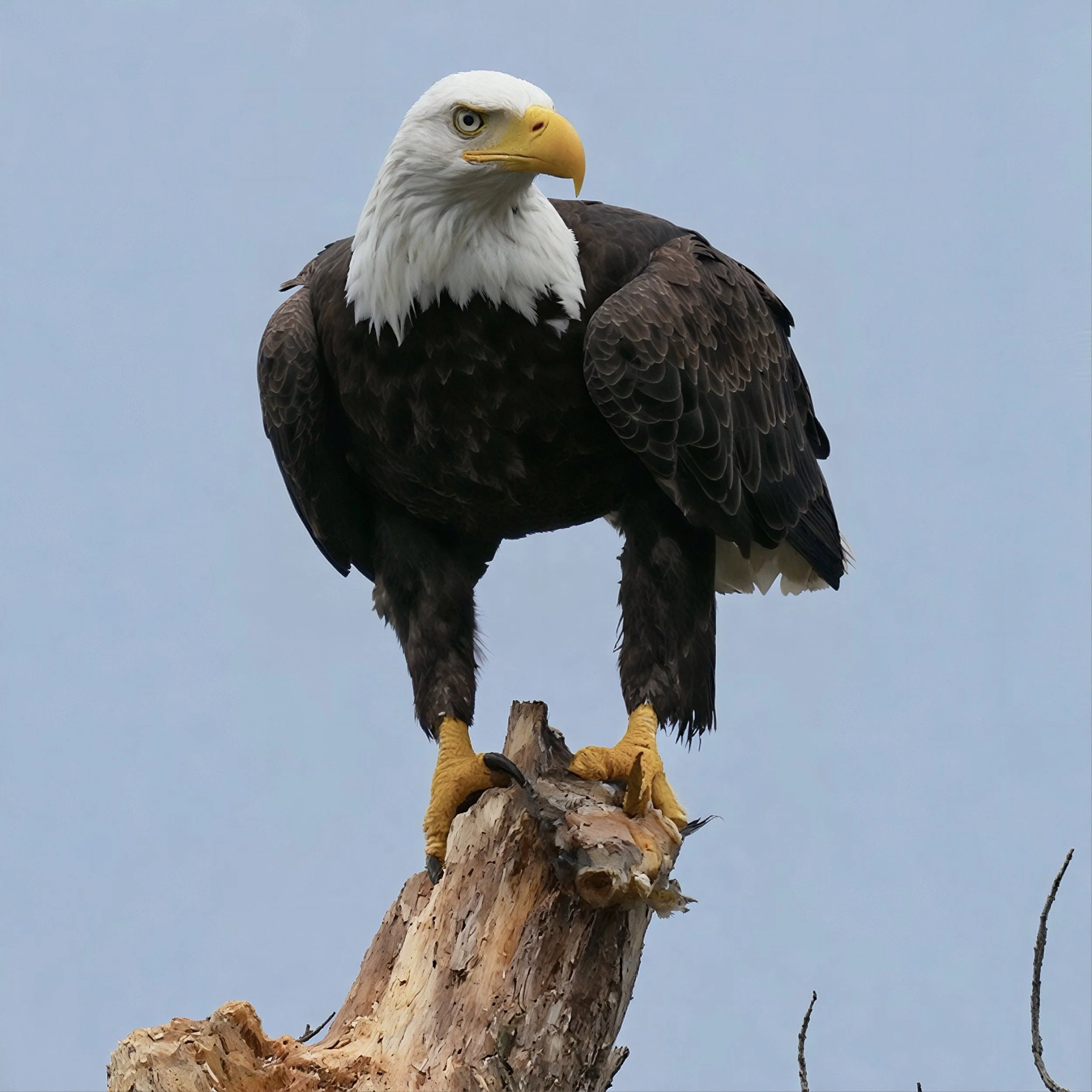Regal Bald Eagle photo on Canvas