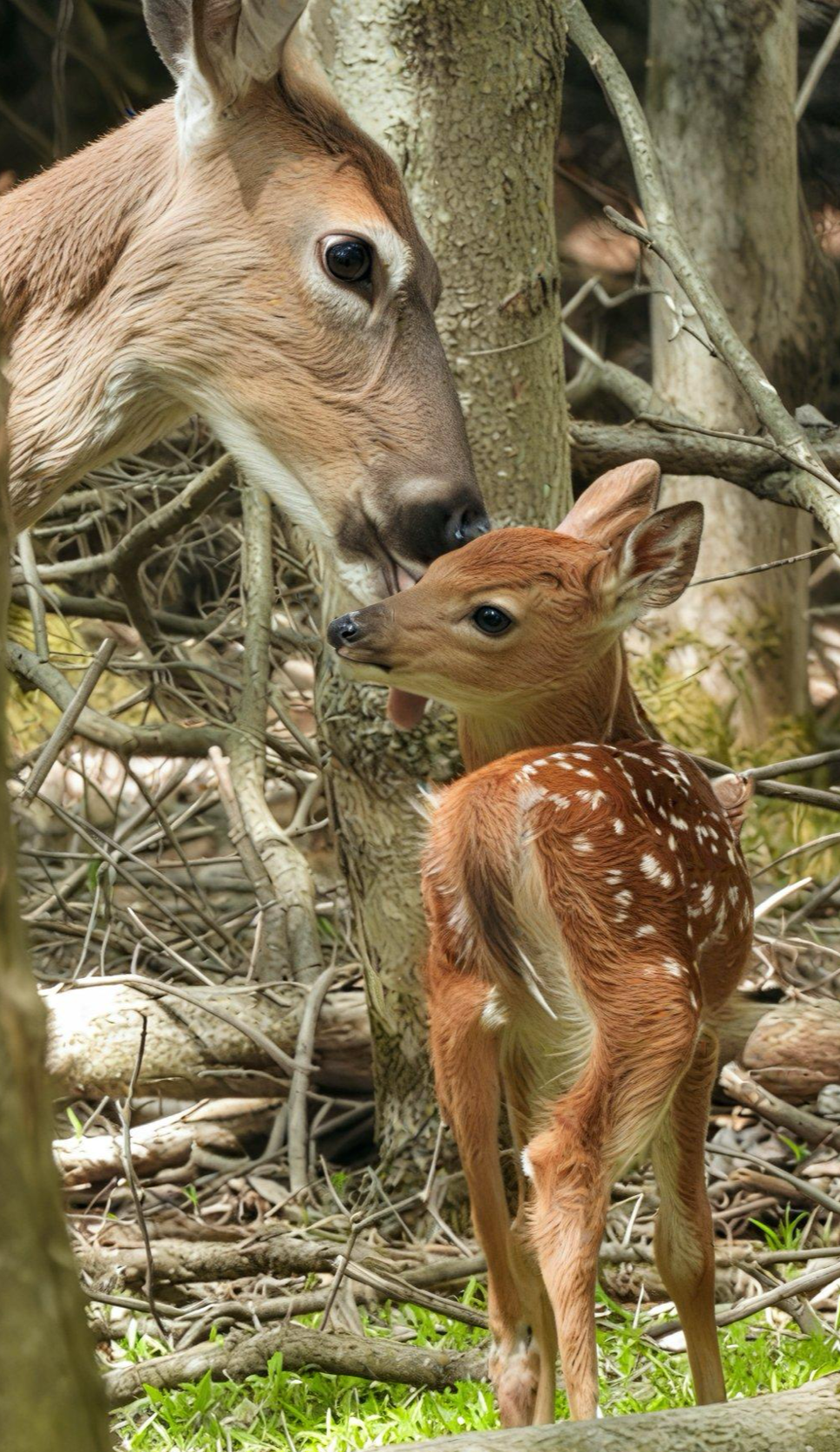Mommy+and+baby+fawn+mirage.png