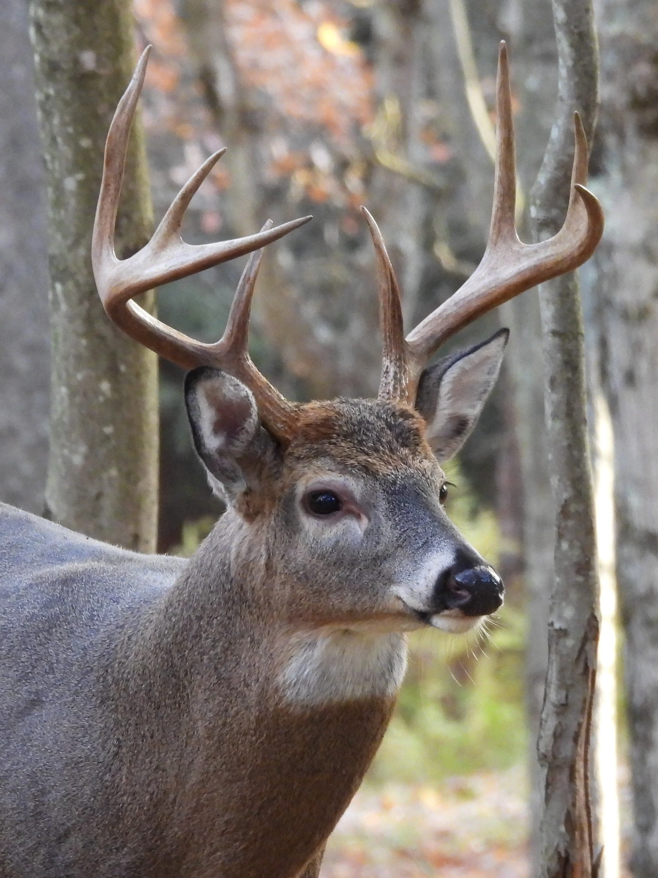Big buck photo on Canvas