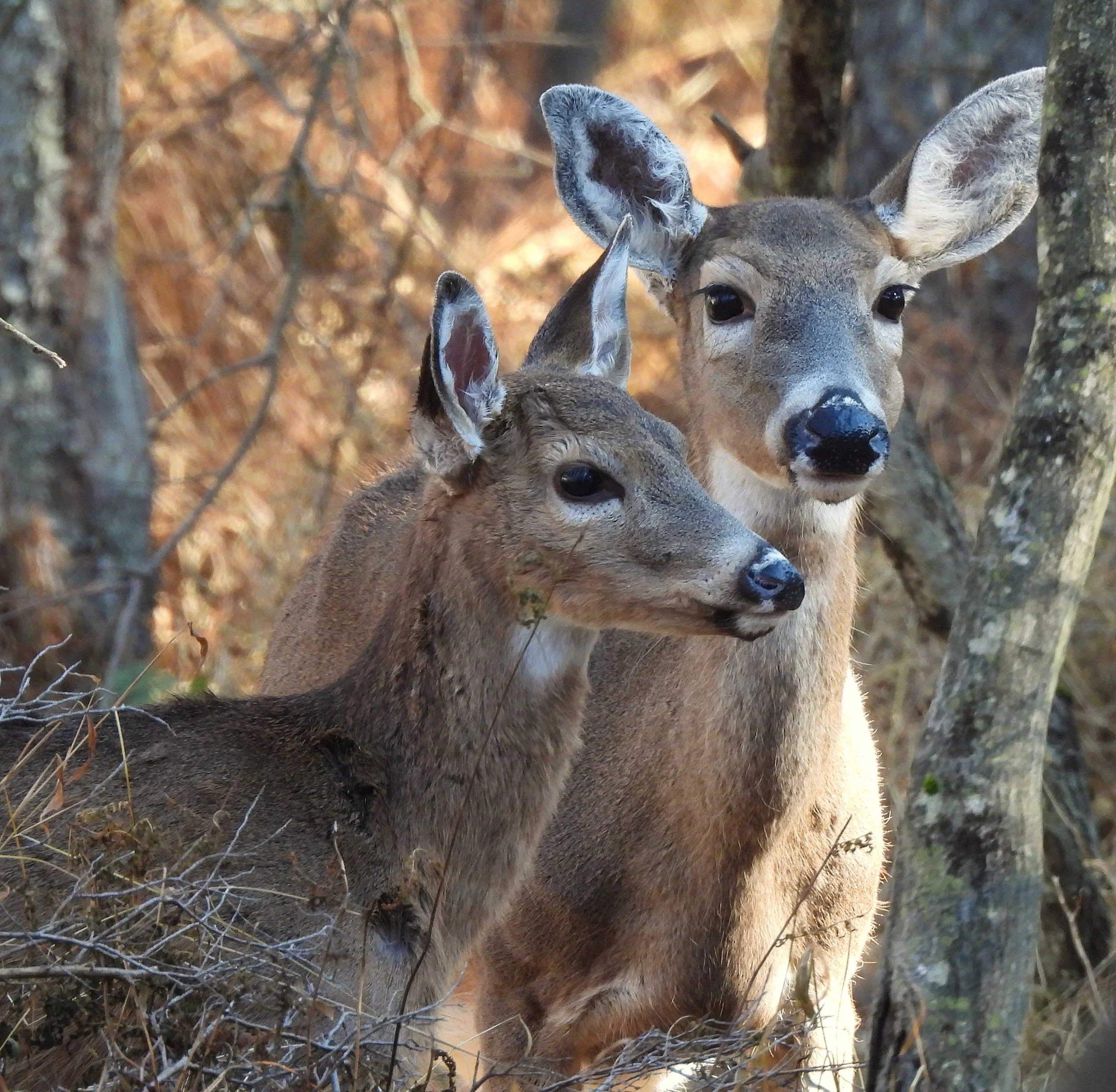 White-Tailed Deer and Fawn photo on Canvas
