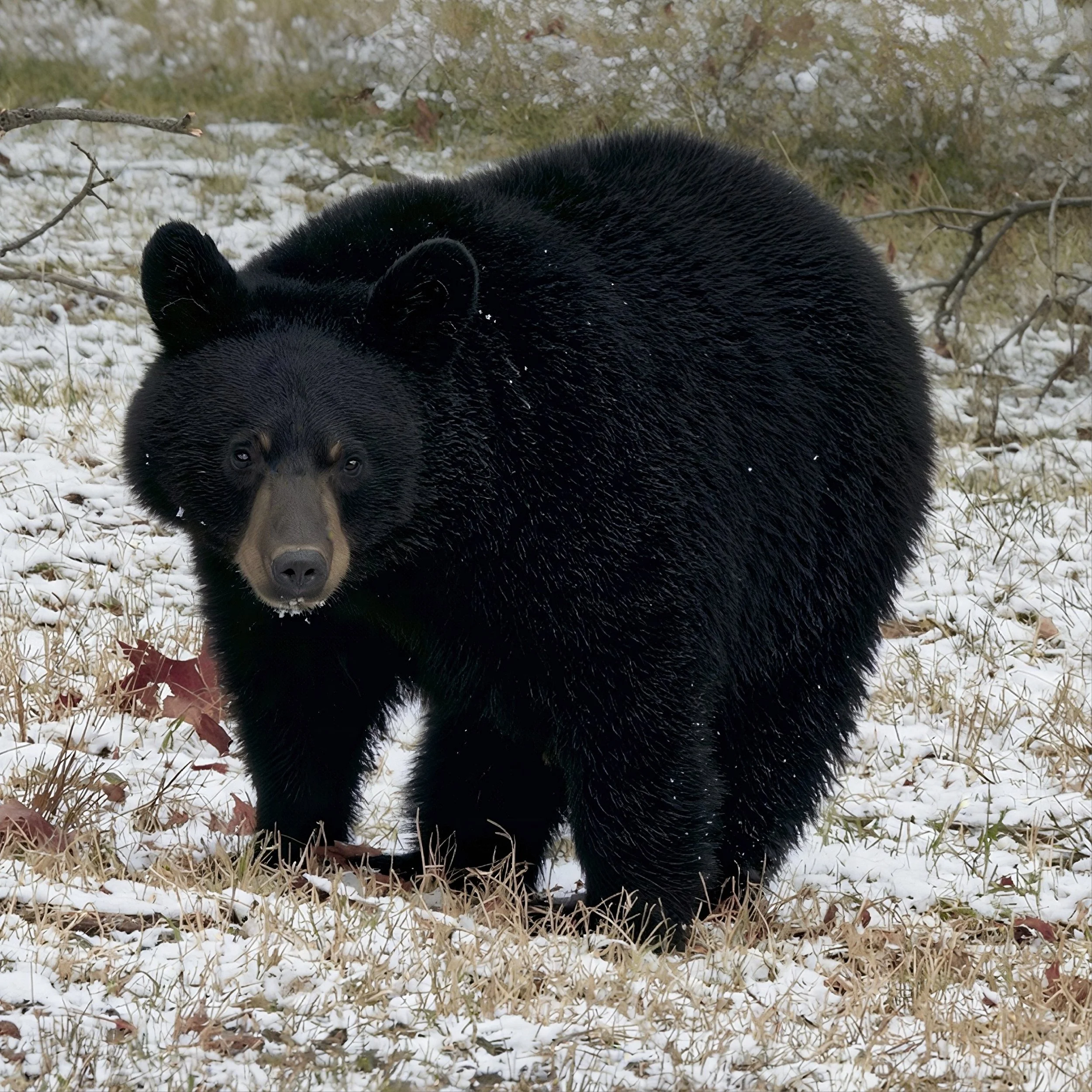Imposing Black Bear photo on Canvas
