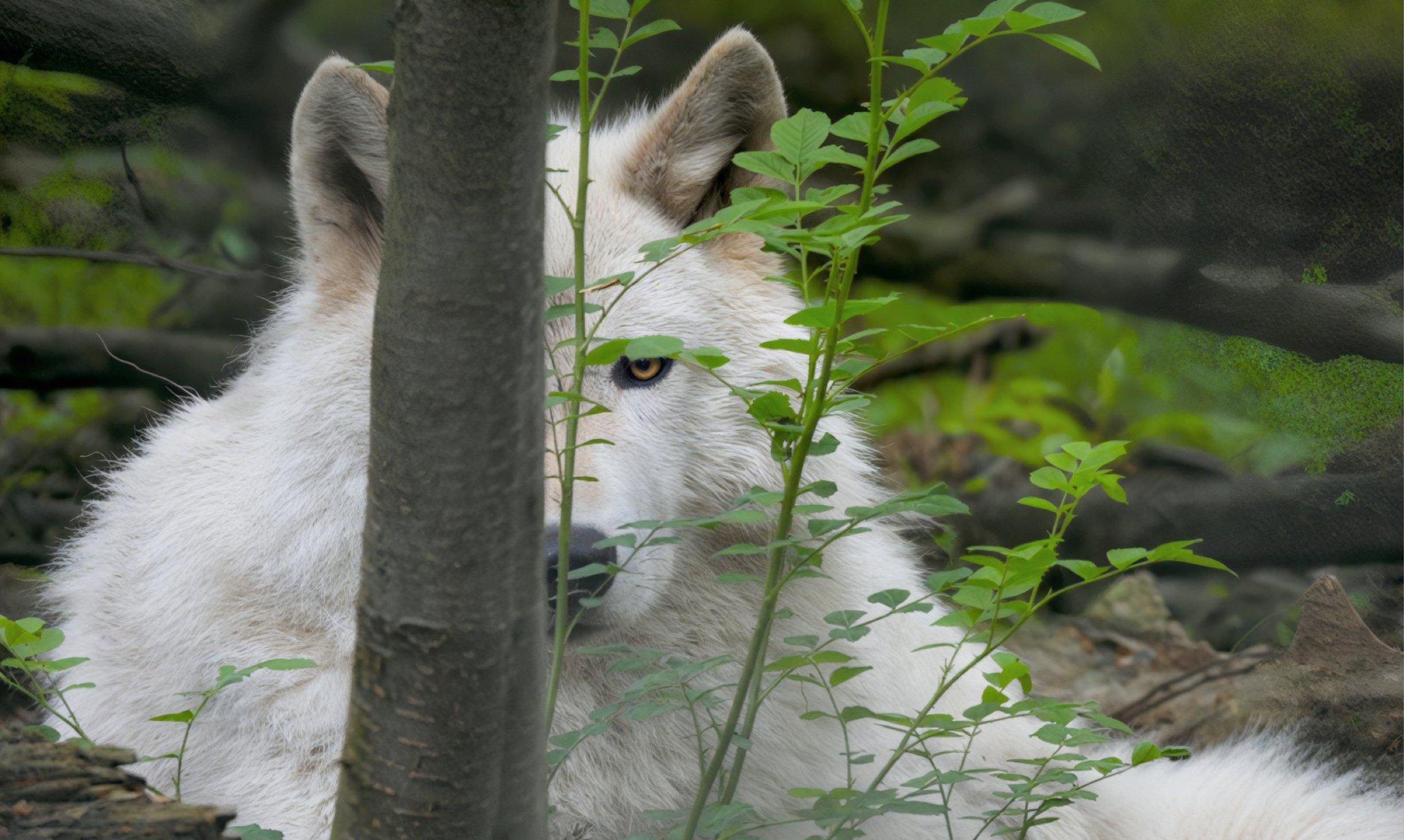 Mystical White Wolf photo on Canvas