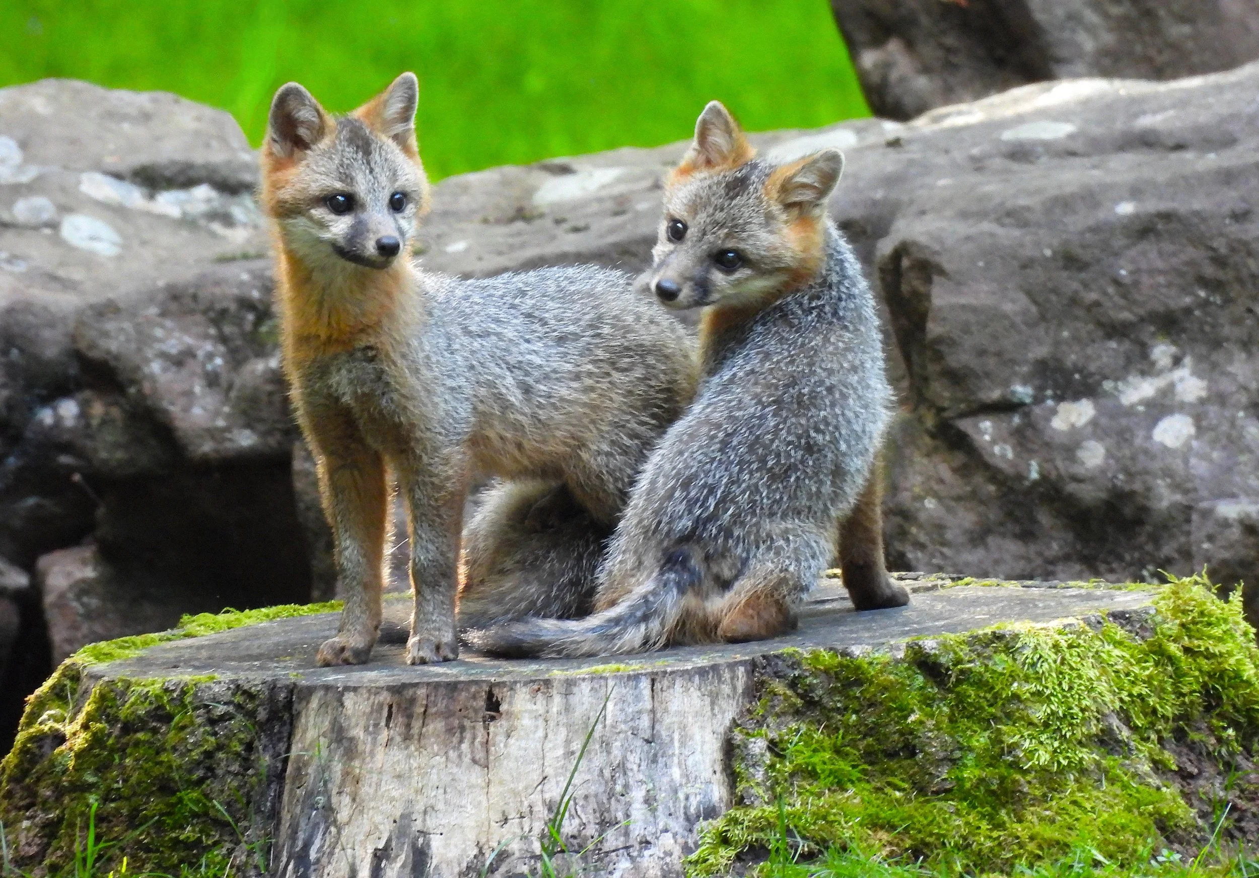 Playful Gray Fox Kits photo on Canvas