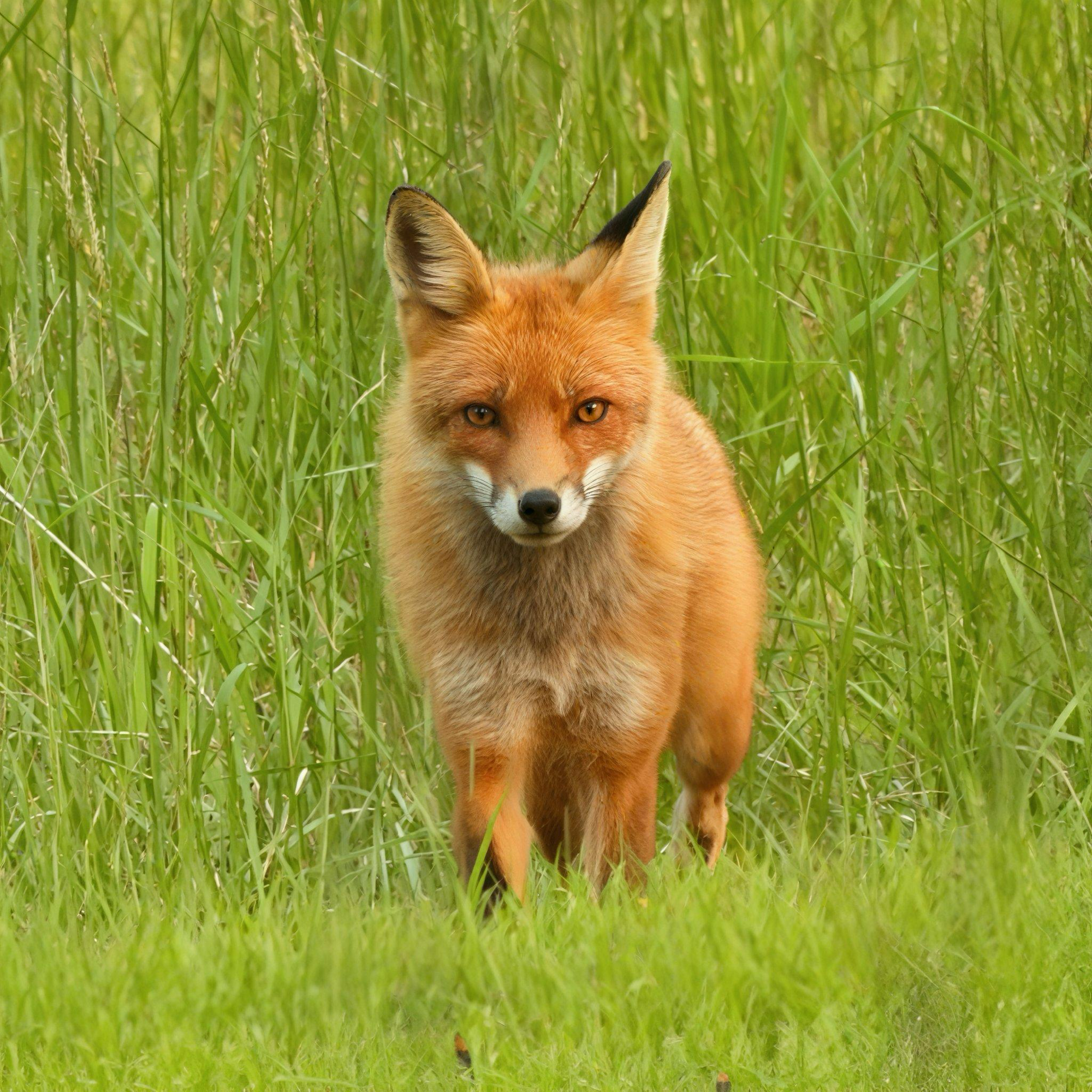 Beautiful Mama Red Fox photo on Canvas