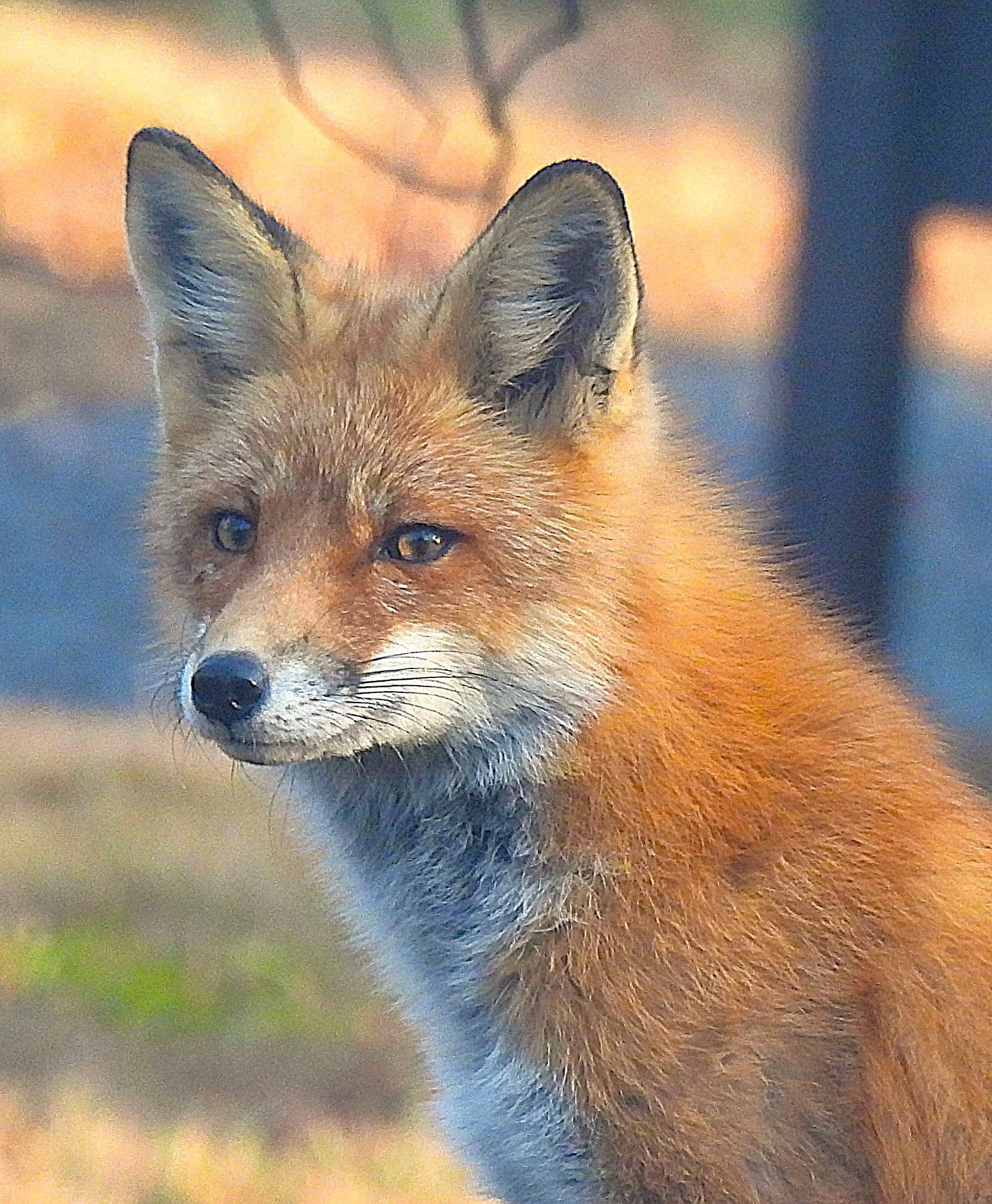 Sophisticated Red Fox photo on Canvas